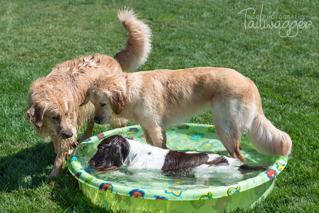 Two Golden Retrievers and one Springer playing in a kiddie pool. 