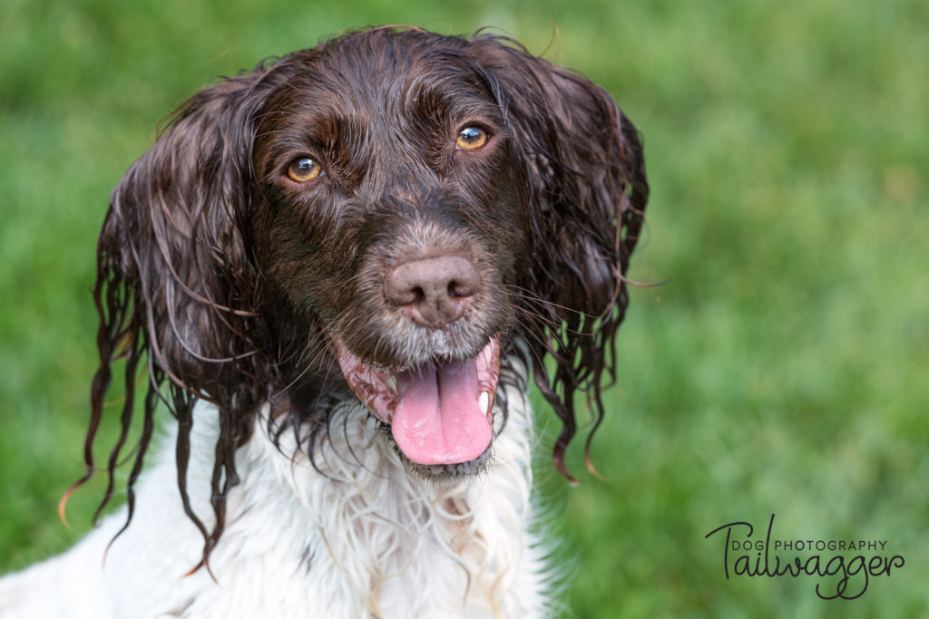 A wet English Springer Spaniel cooling off on a warm day.