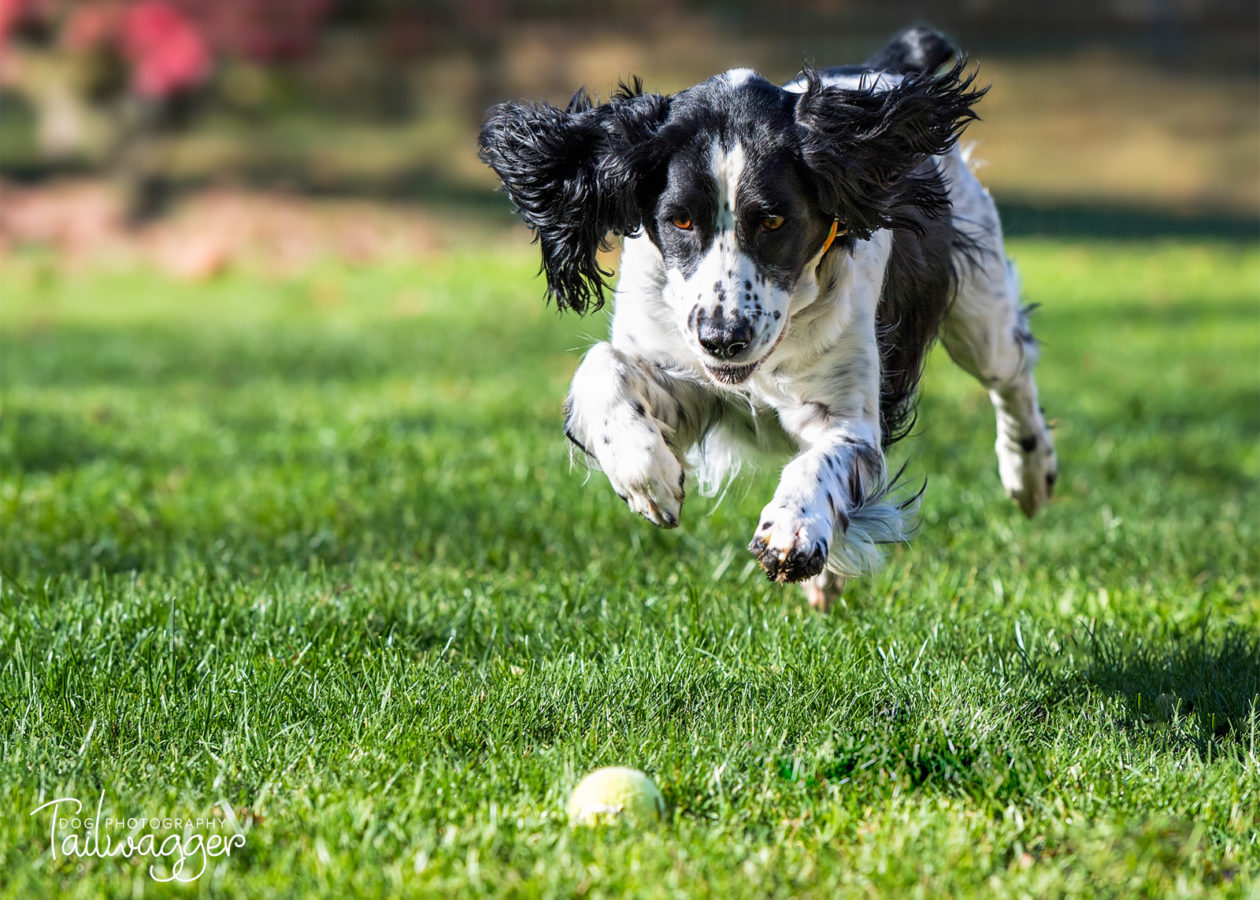 Female English Springer Spaniel chasing down her tennis call. 