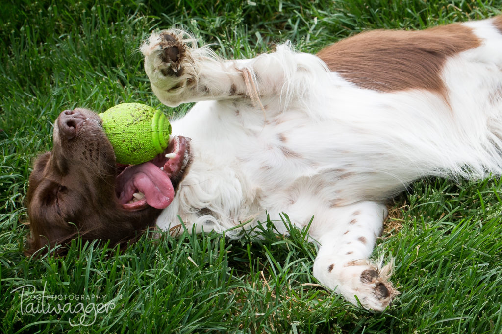 An English Springer Spaniel completely exhausted from playing catch lying on her back on the grass. 