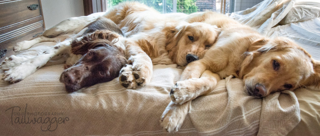 Two Golden Retrievers and one English Springer Spaniel sleeping together on a bed. 