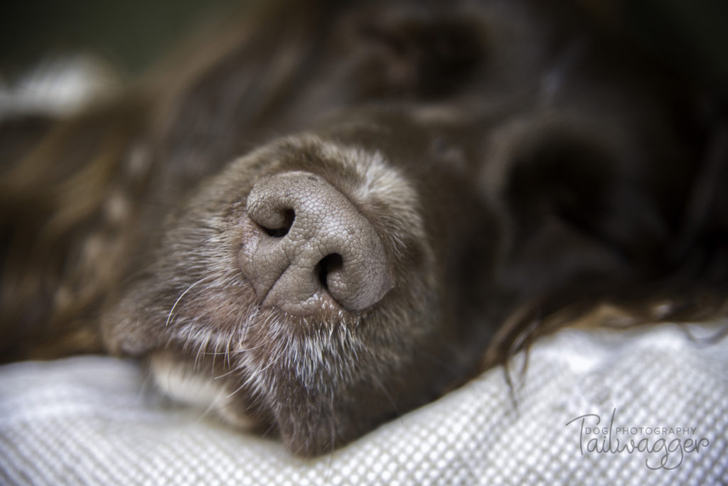 An English Springer Spaniel's nose. 