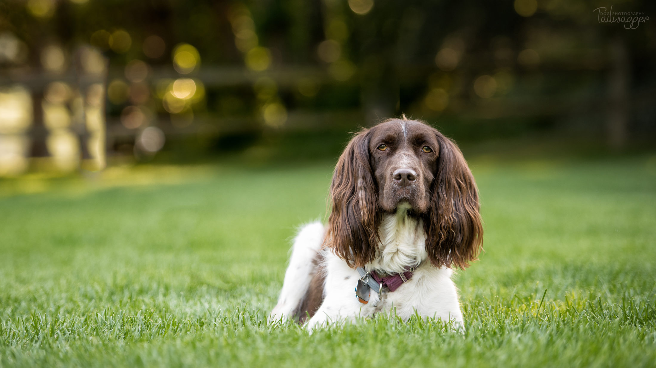 English Springer Spaniel lying in the grass with golden light in the background