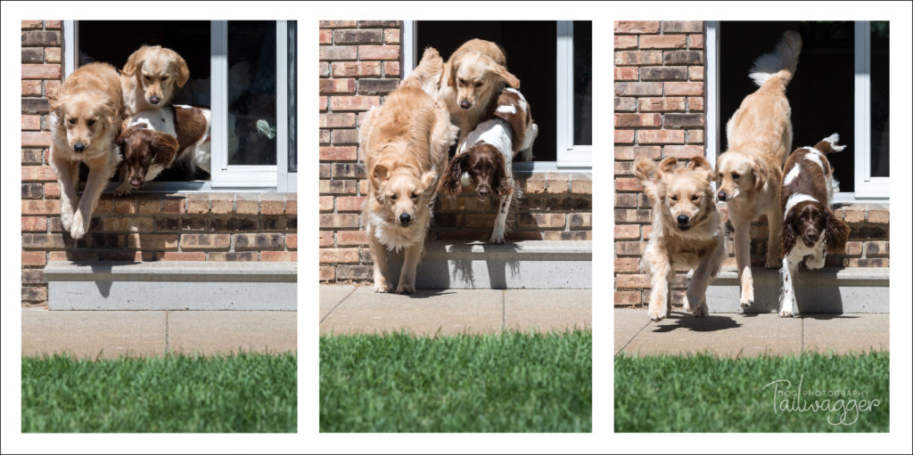 A series of photos of three dogs running out of a house.