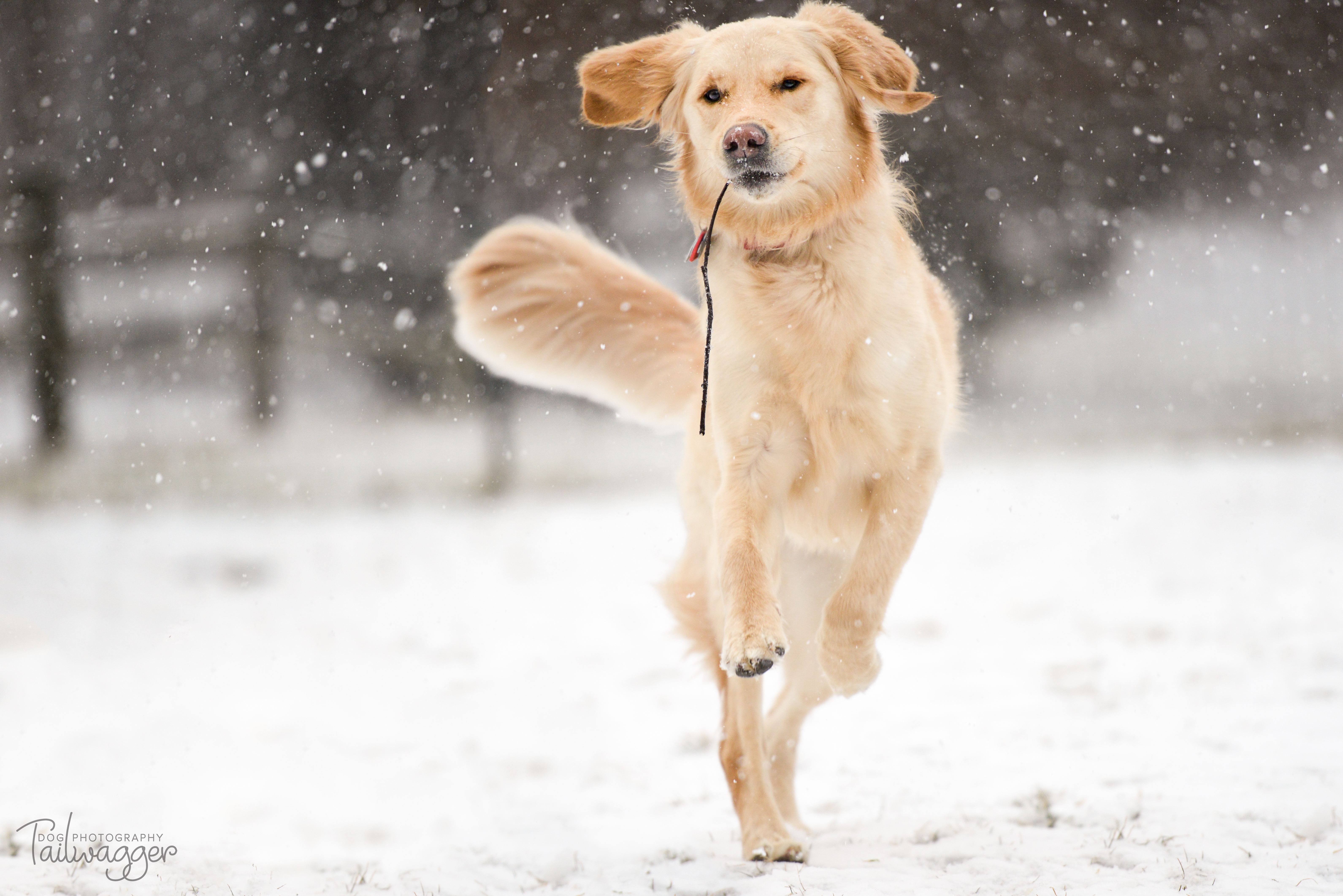 Golden Retriever running through the snow with a stick in her mouth.