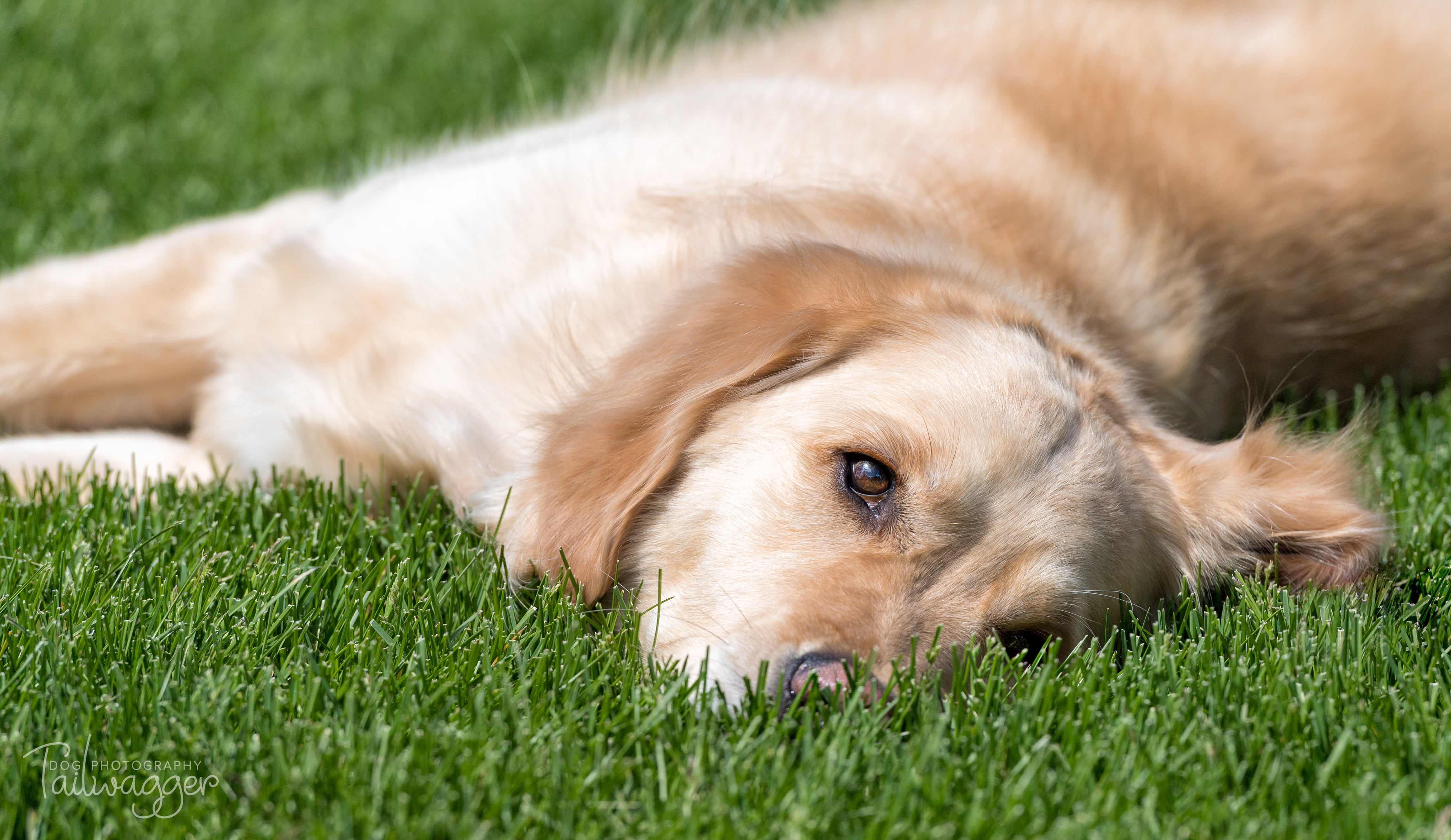 Female Golden Retriever napping in the grass.