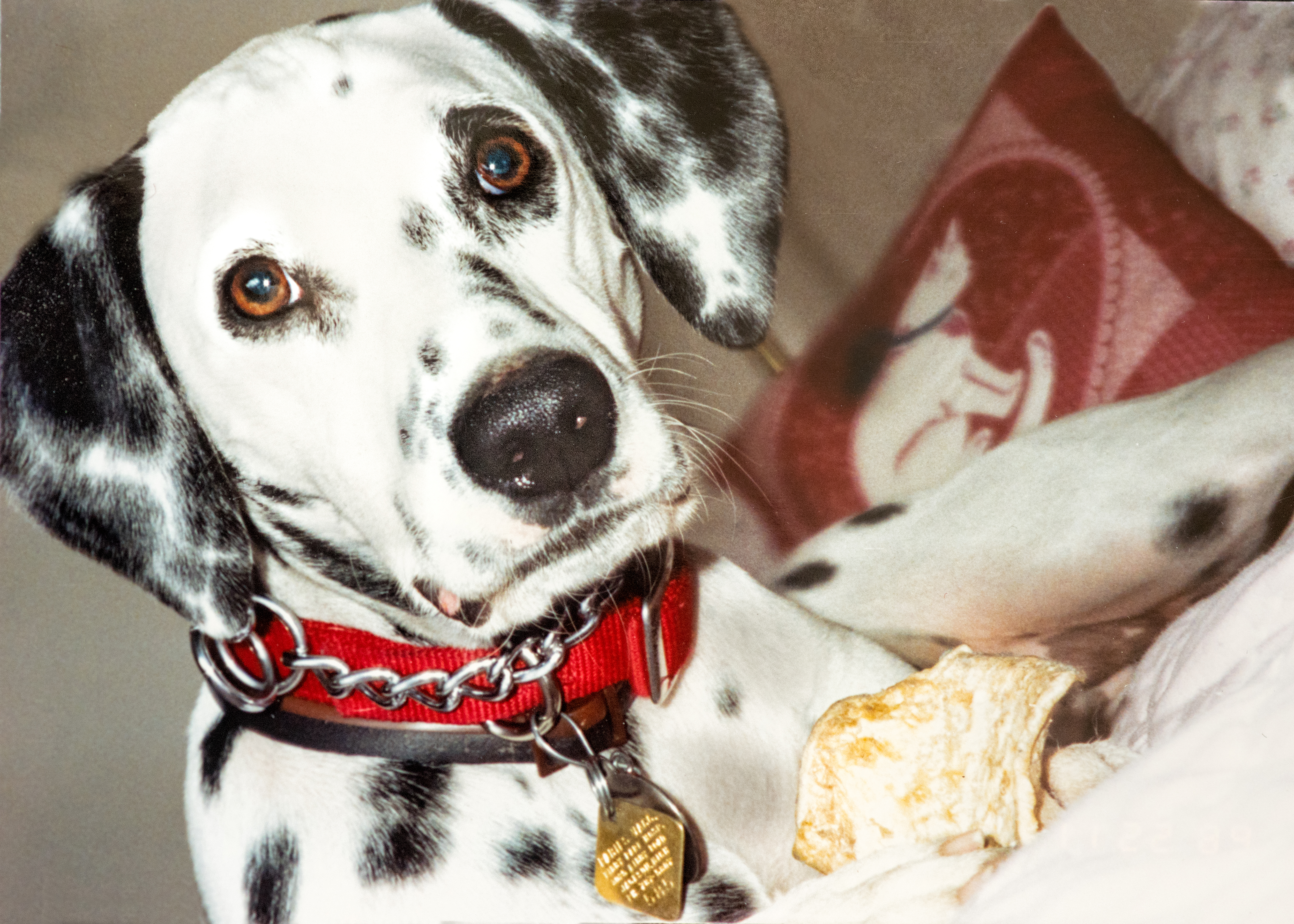 A headshot of a 2 year old Dalmatian.