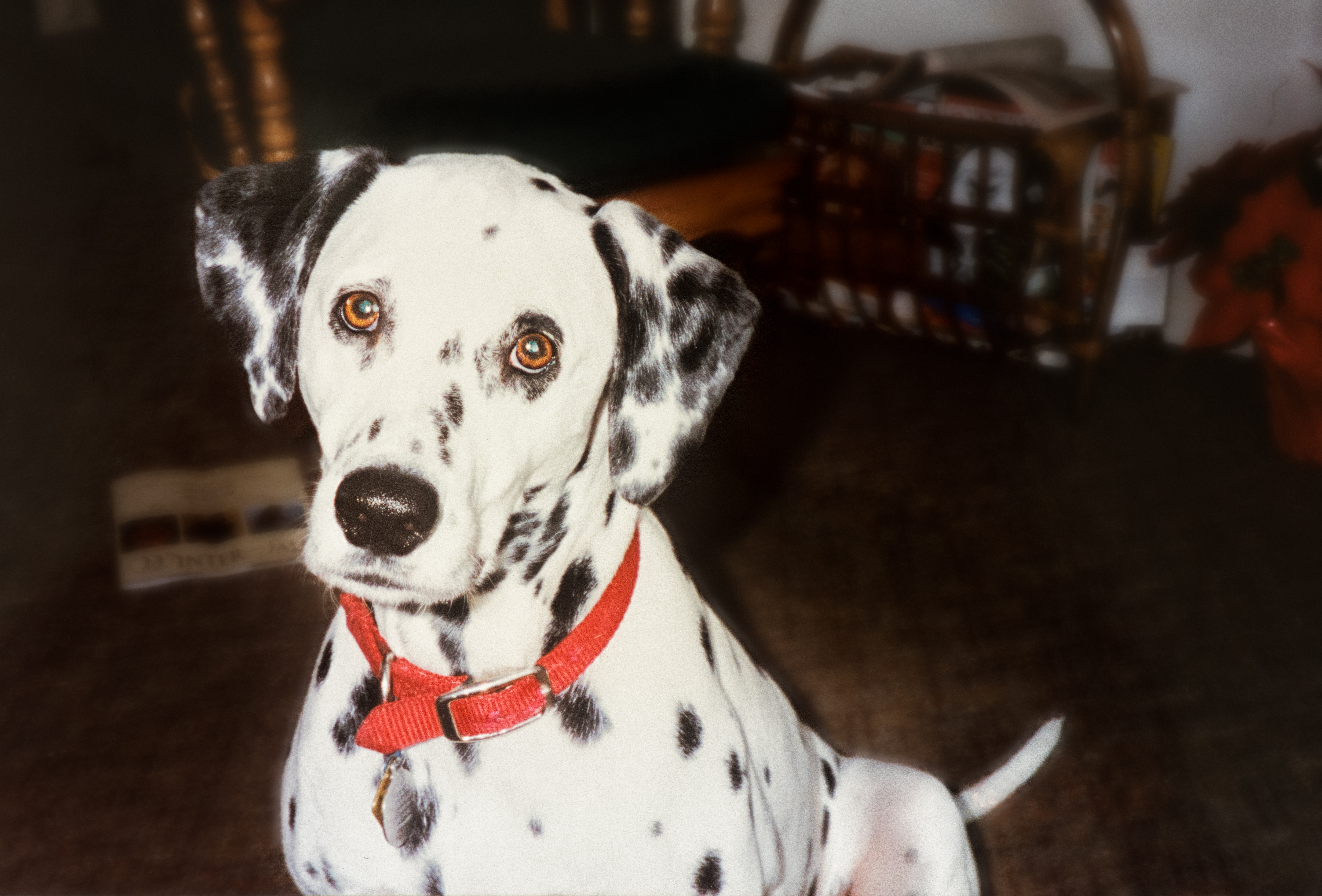 A sitting Dalmatian puppy at 6 months old. 