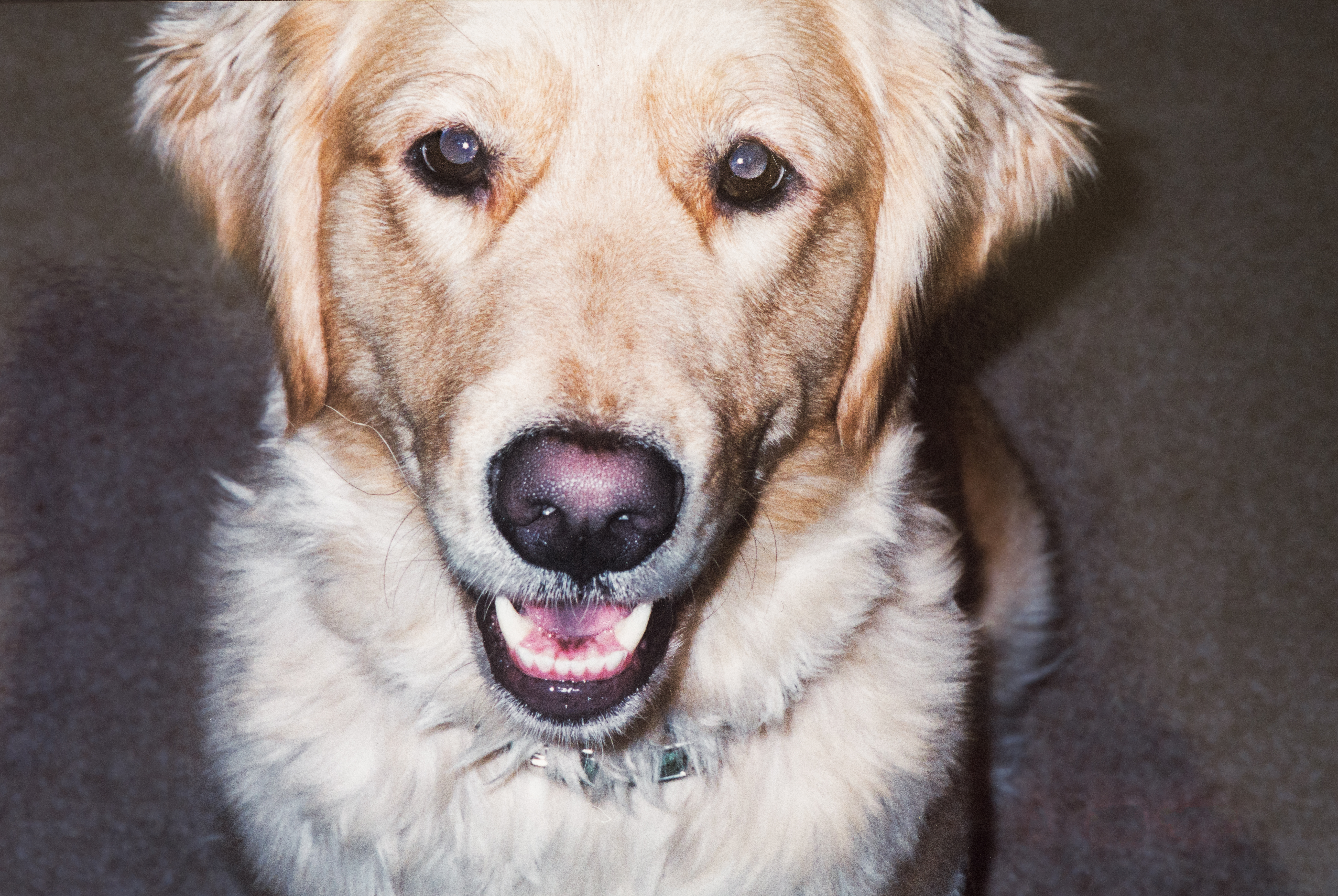 Color photograph of a 4 year old female Golden Retriever. 