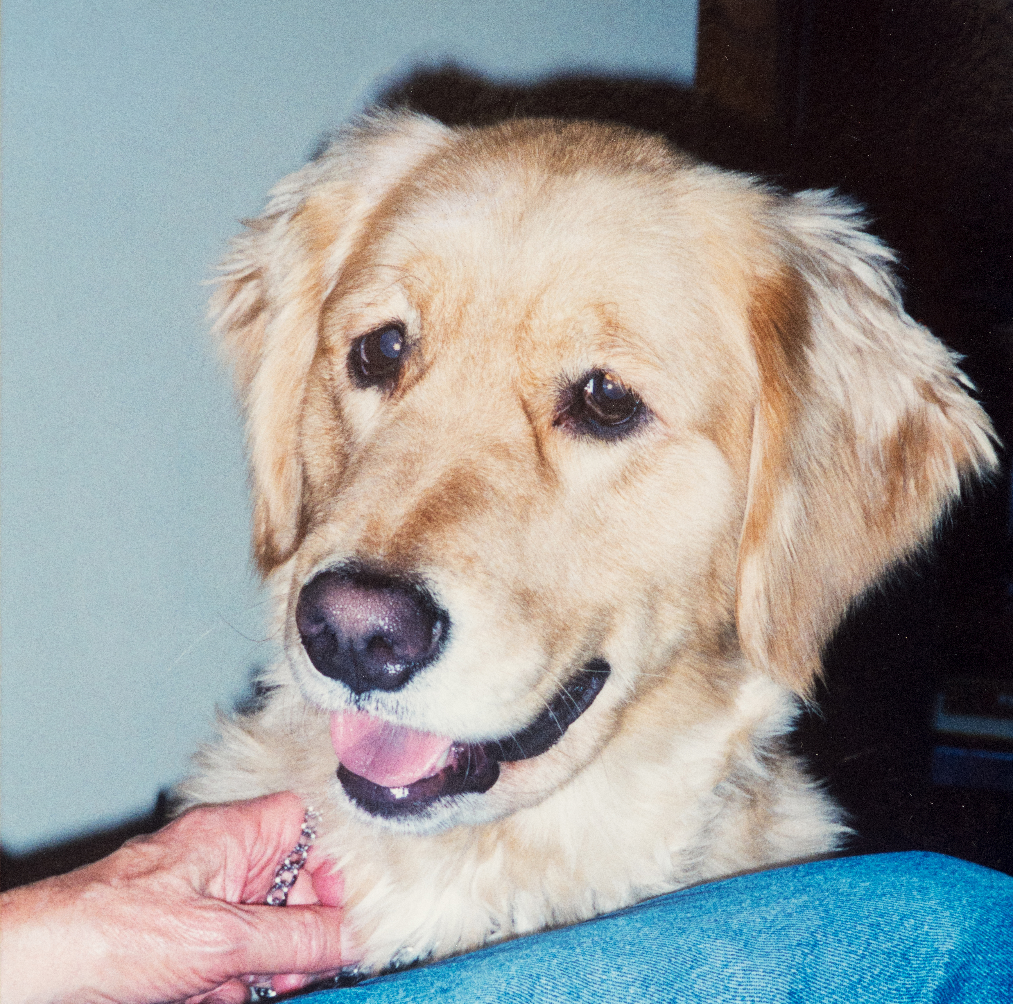 Headshot of a 3 year old female Golden Retriever. 