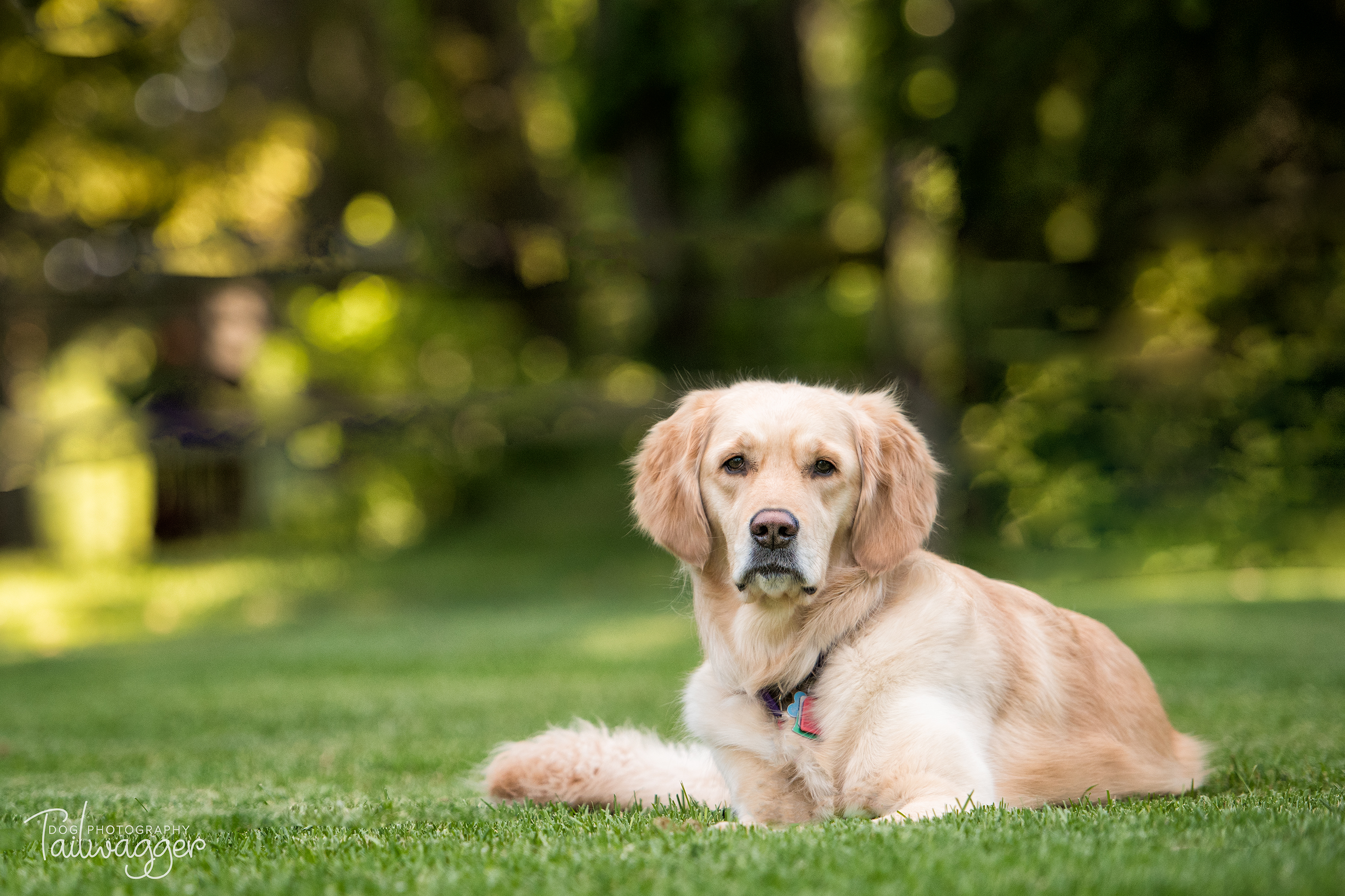 Female Golden Retriever dog lying in the grass at evening time.