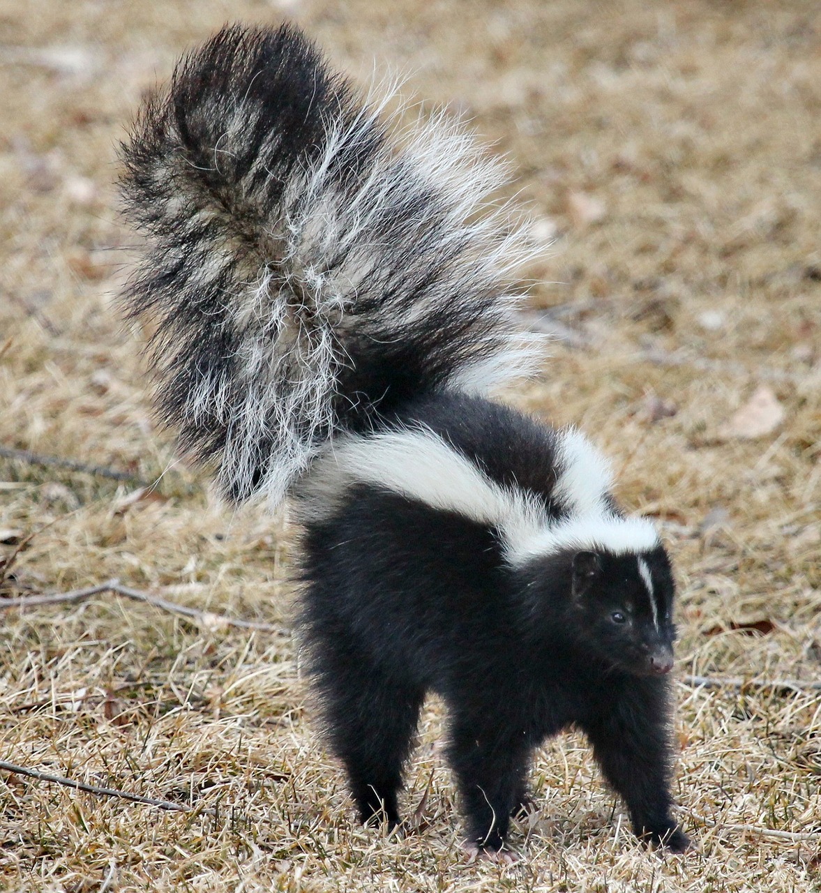 Skunk standing on dead grass in warning posture. 