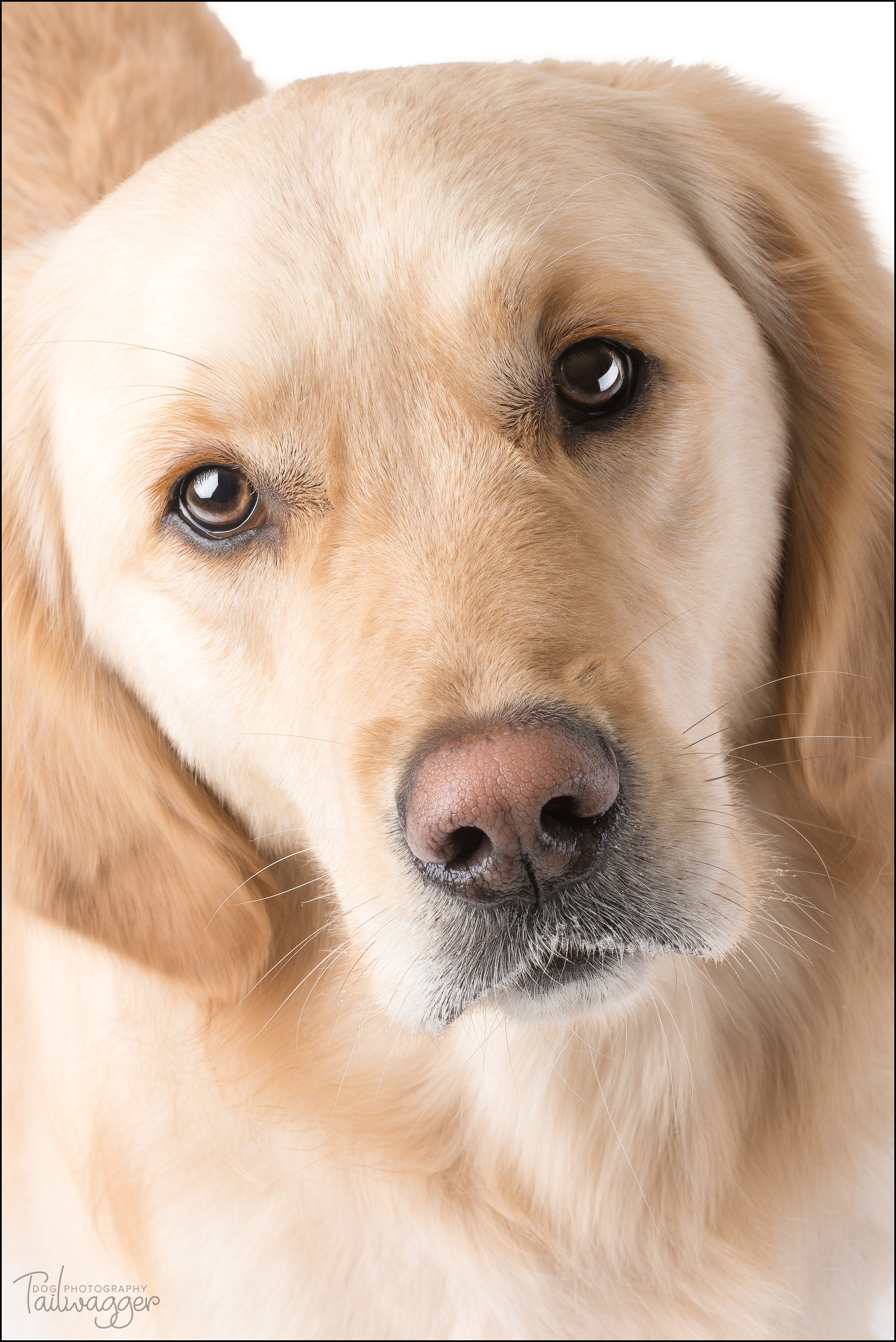 Headshot of a female adult Golden Retriever.