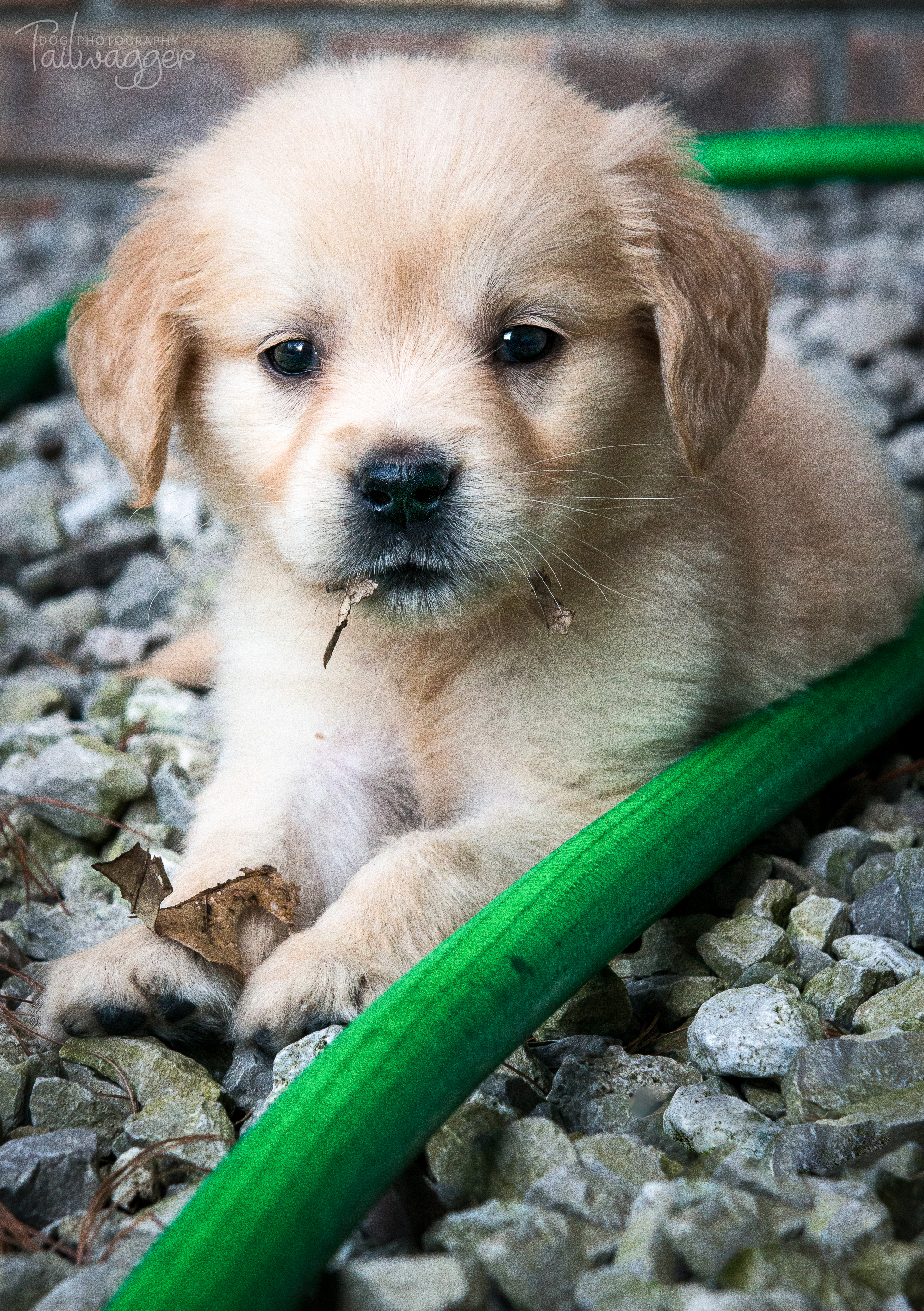 Photograph of a 7 1/2 week old Golden Retriever puppy sitting on stones.
