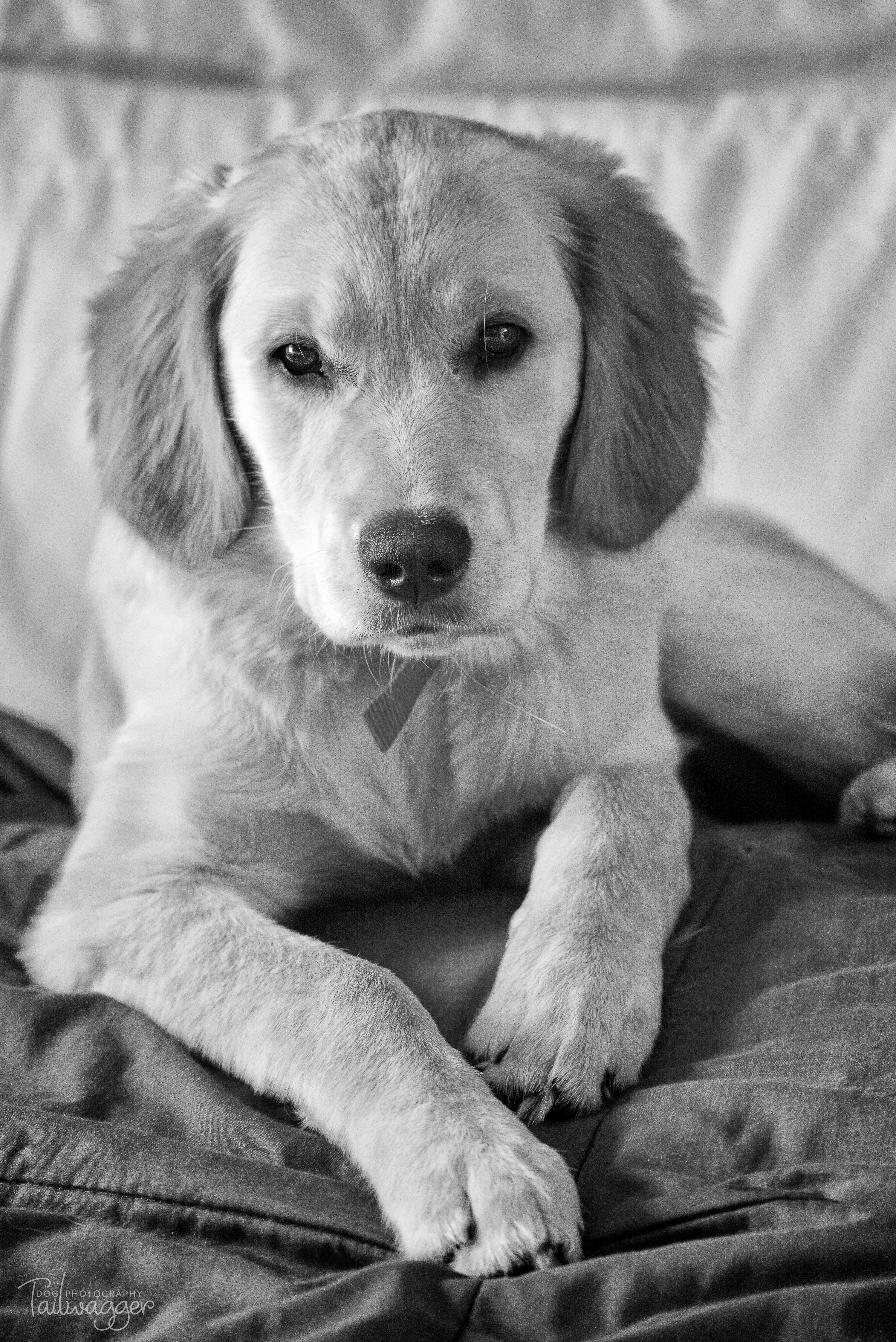 Black and white image of a 5 month old Golden Retriever pup lying on a chair.