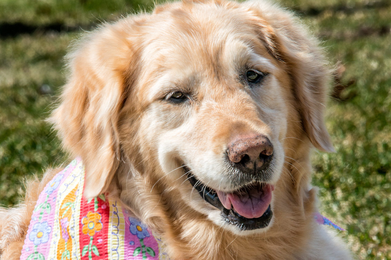 Female Golden Retriever lying in the grass on a sunny day.