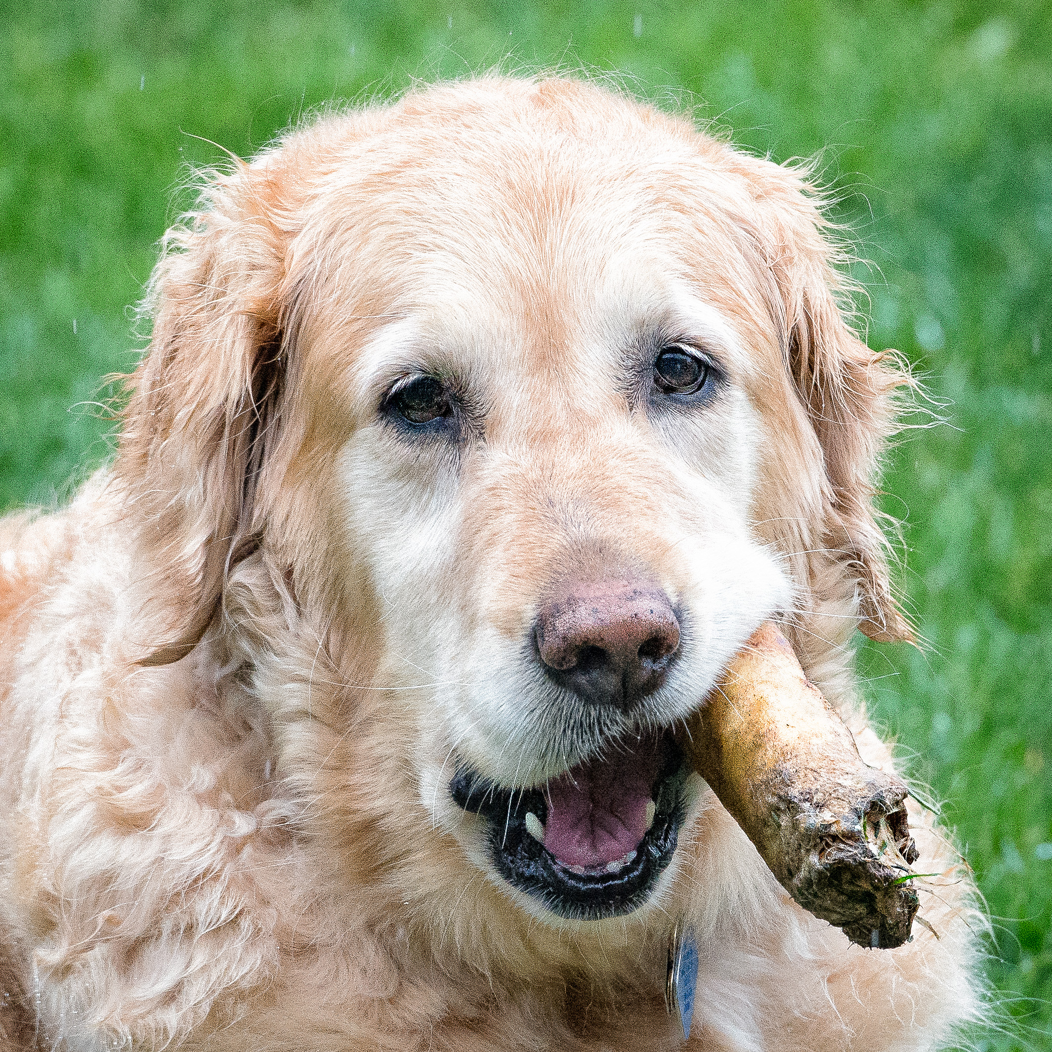 8 year old female Golden Retriever with a rolled-up raw hide in her mouth. 