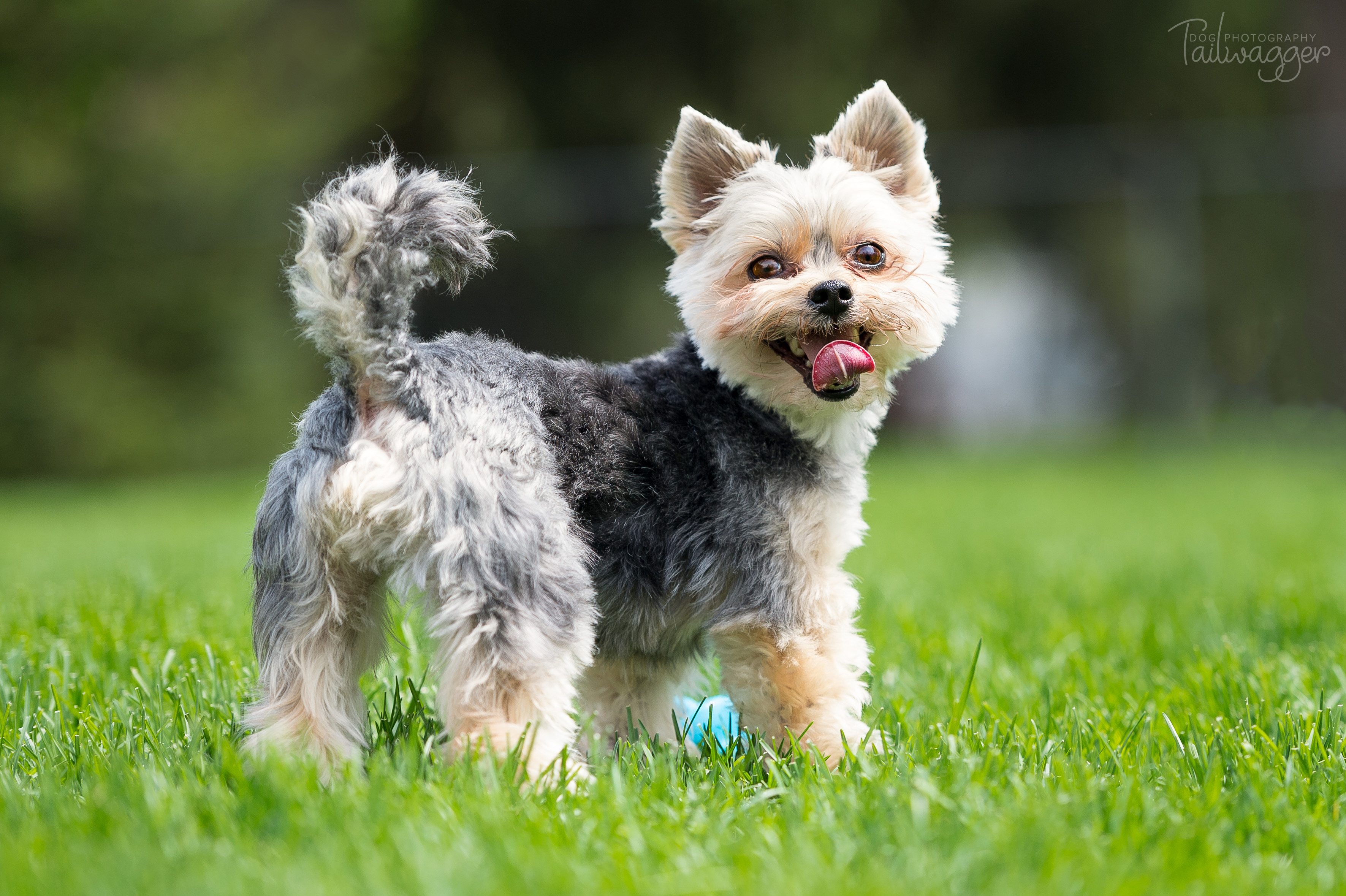 Morkie standing in the grass panting minimal background