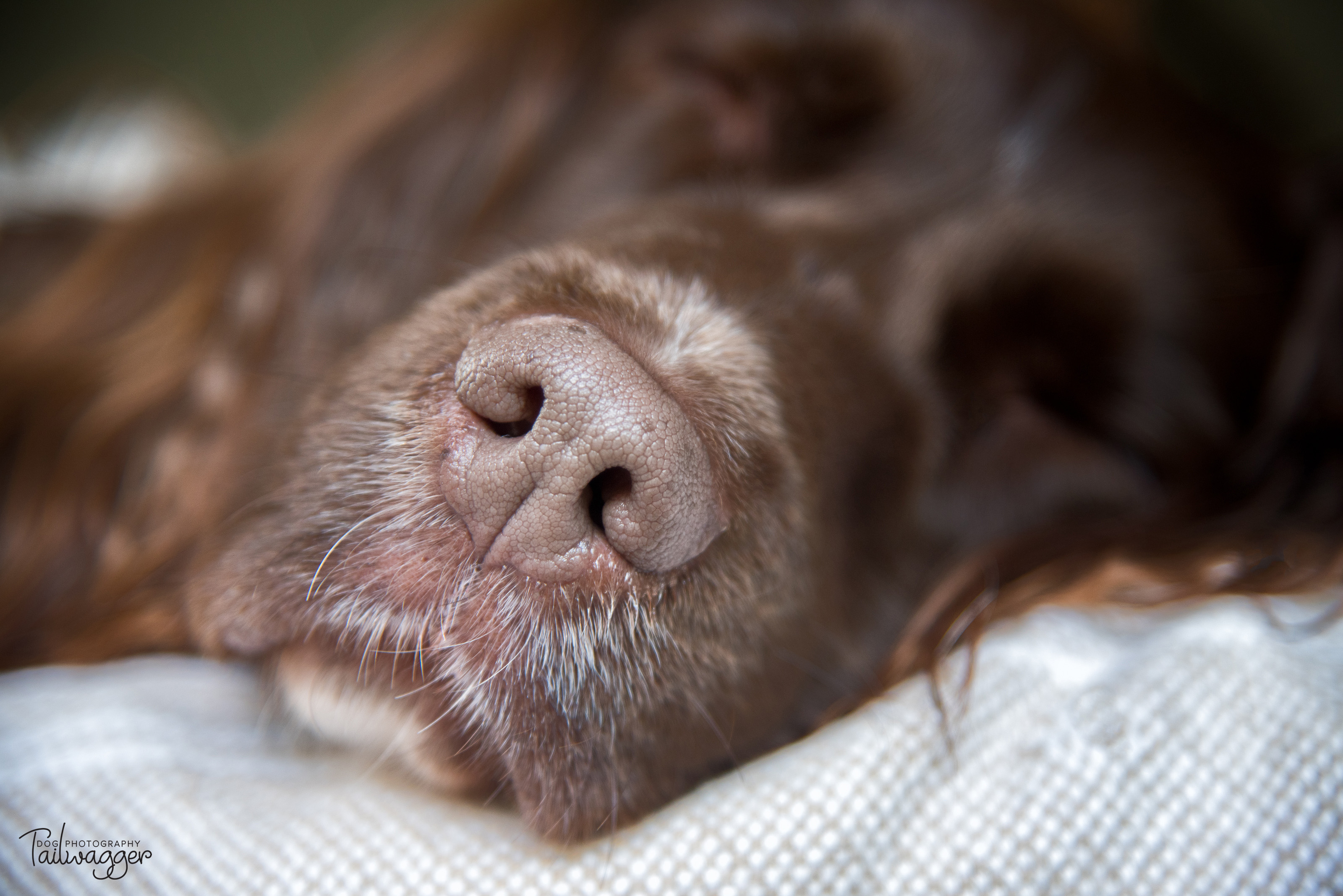 Nose of a sleeping English Springer Spaniel lying on a bed