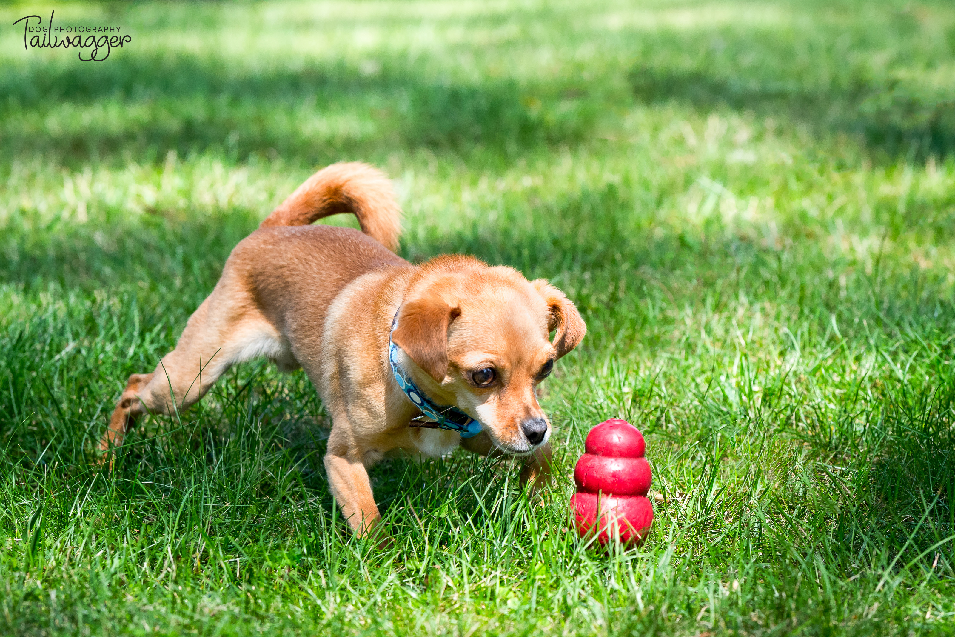 Chihuahua playing in the grass with a red Kong.