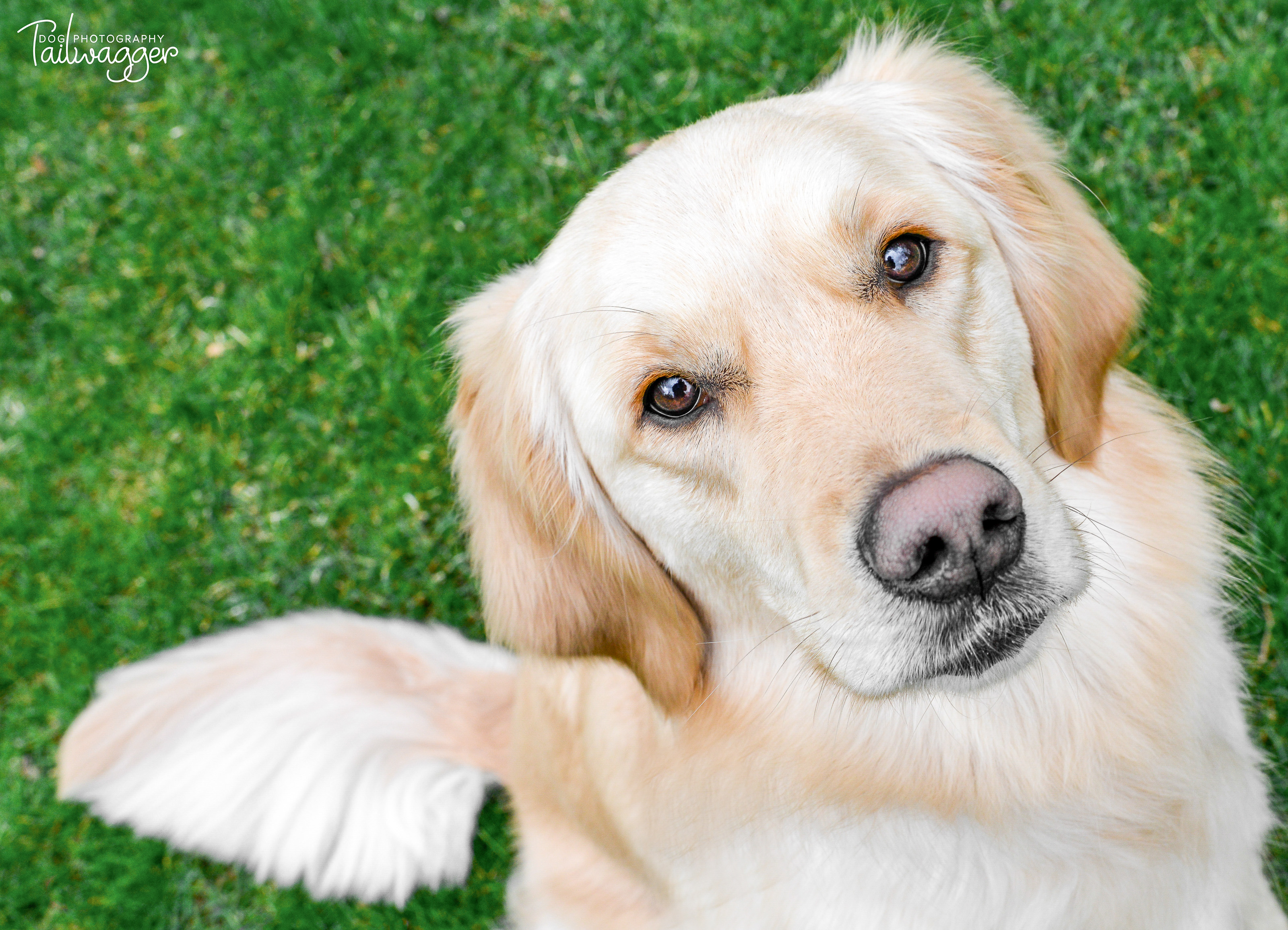 golden retriever sitting in the grass with minimal background