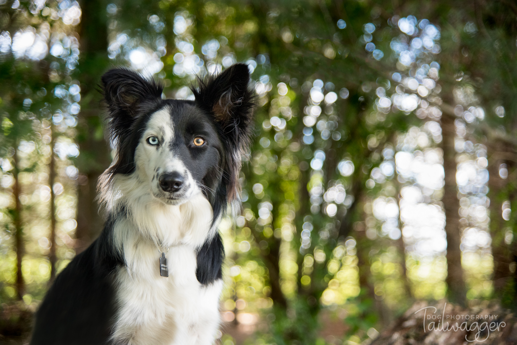 A black and white border collie with sun coming through the leaves in the background. 