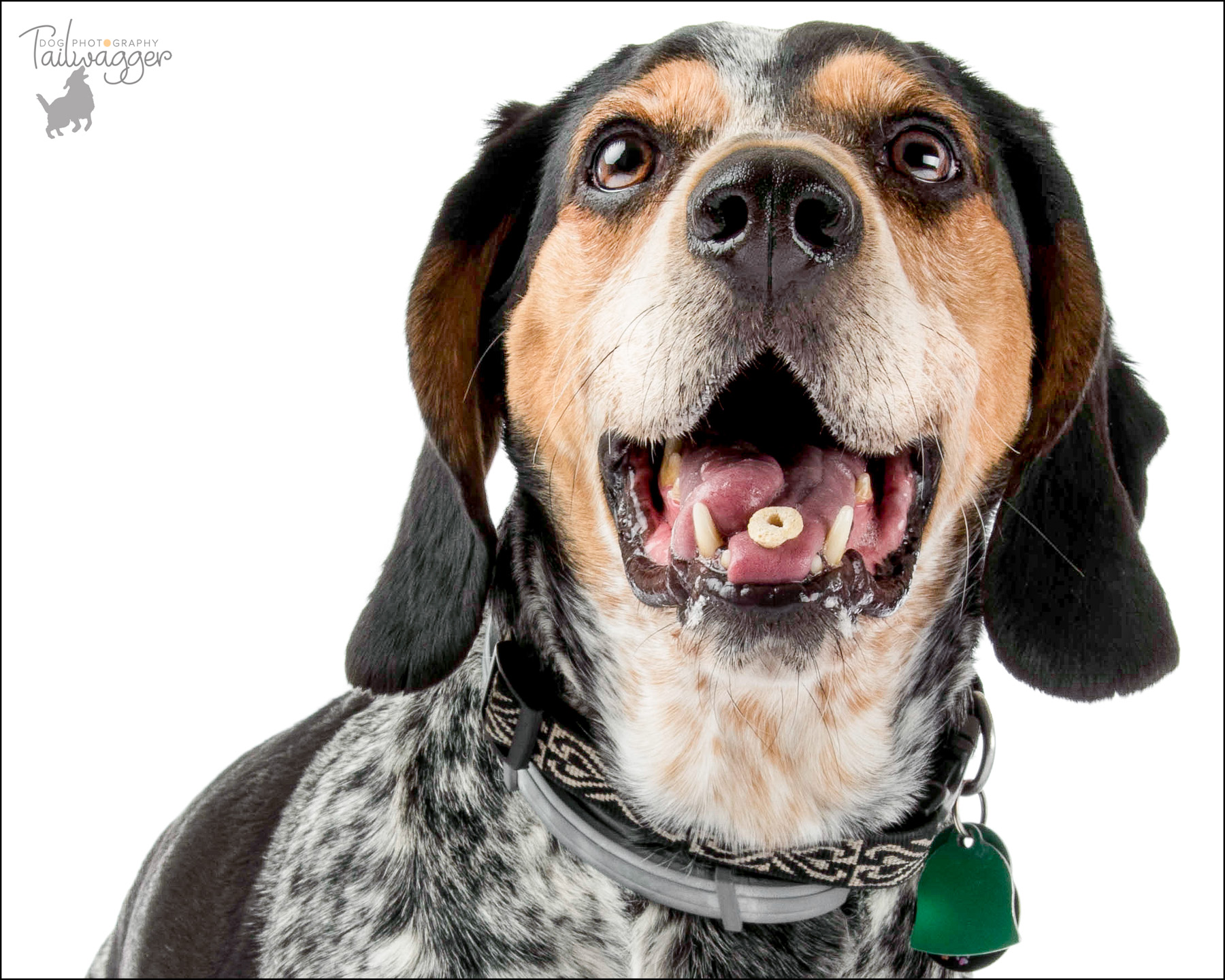 Blue tick hound with a cheerio on his tongue, studio photograph.