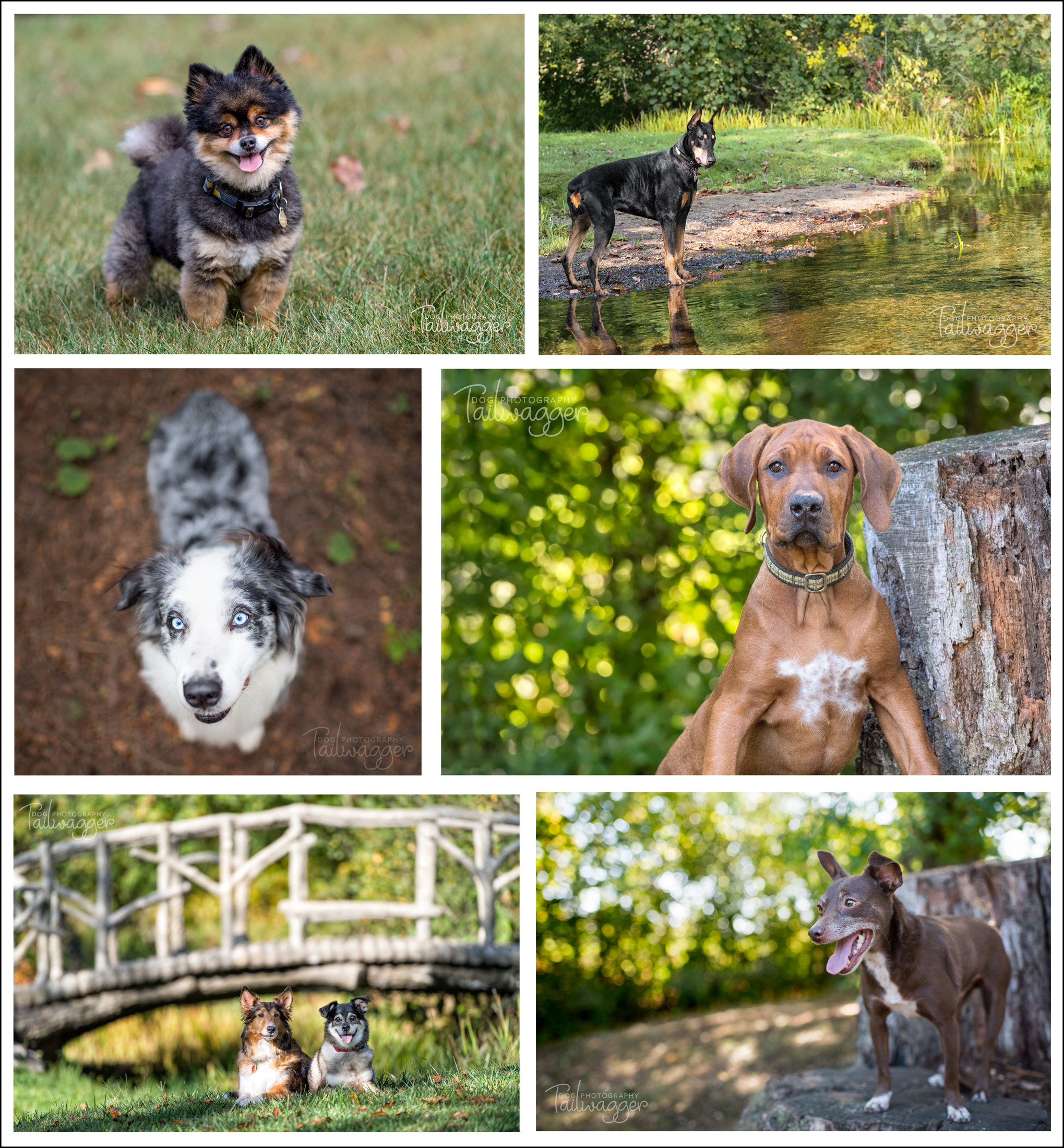 Compilation of color photographs from Tailwagger Dog Photography.