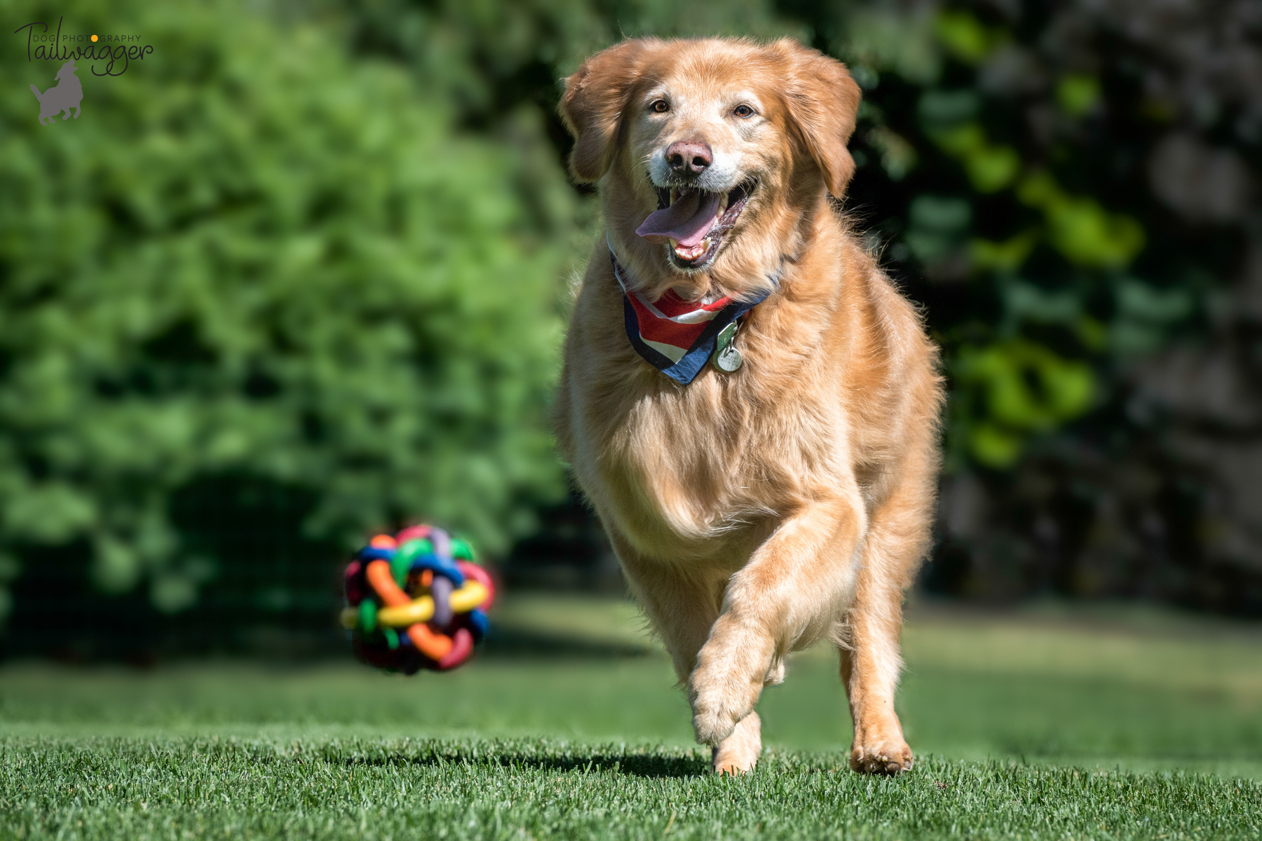 A male Golden Retriever chases his multi-colored ball.