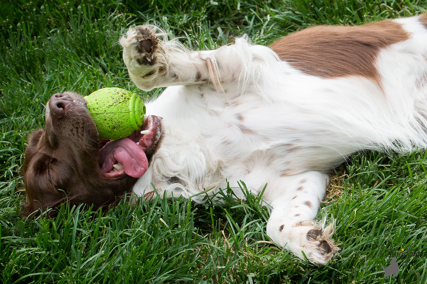 An English Springer Spaniel exhausted from playing, but not quite ready to call it quits.