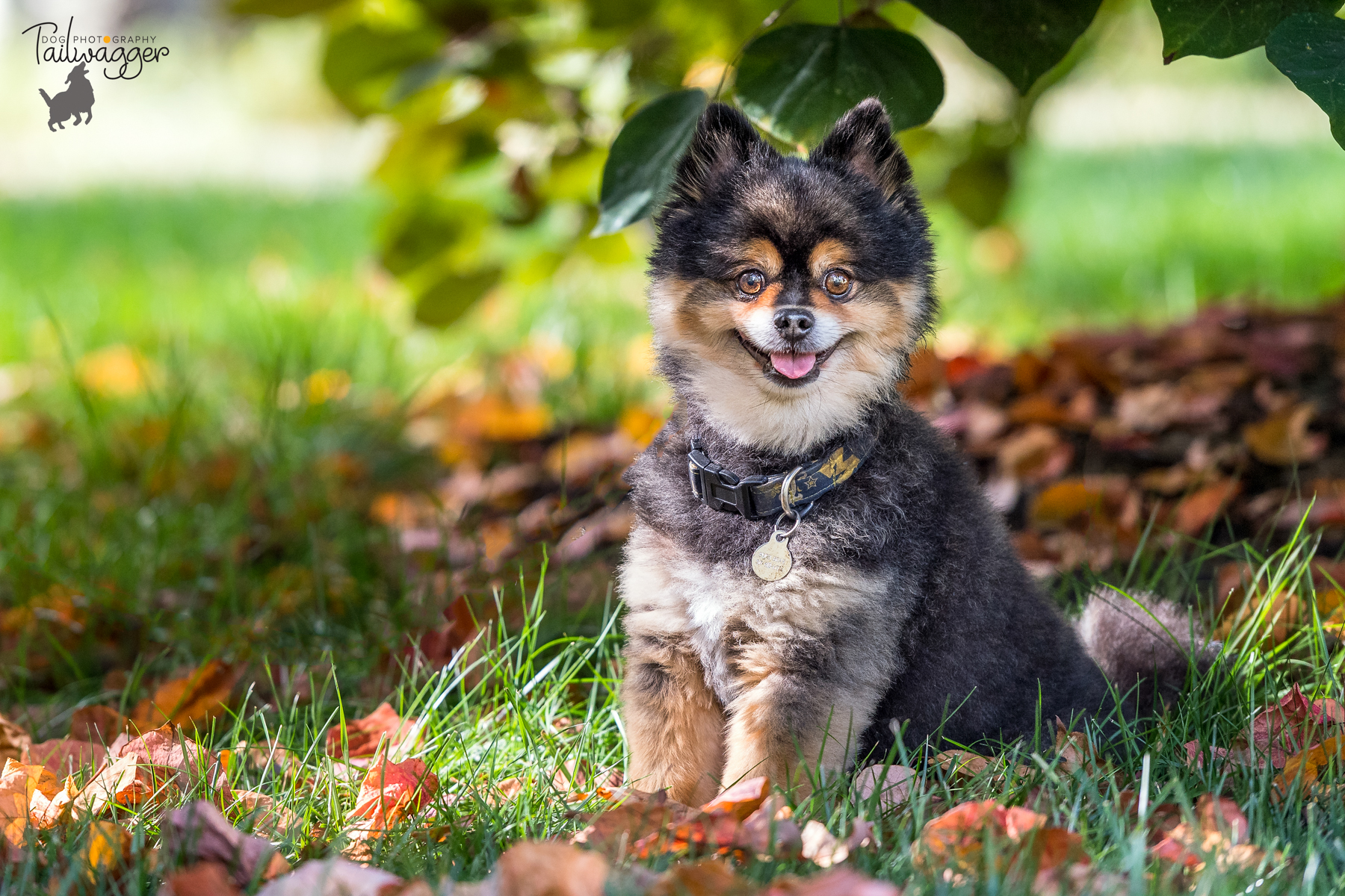 Multi-colored Pomeranian sits under a tree.