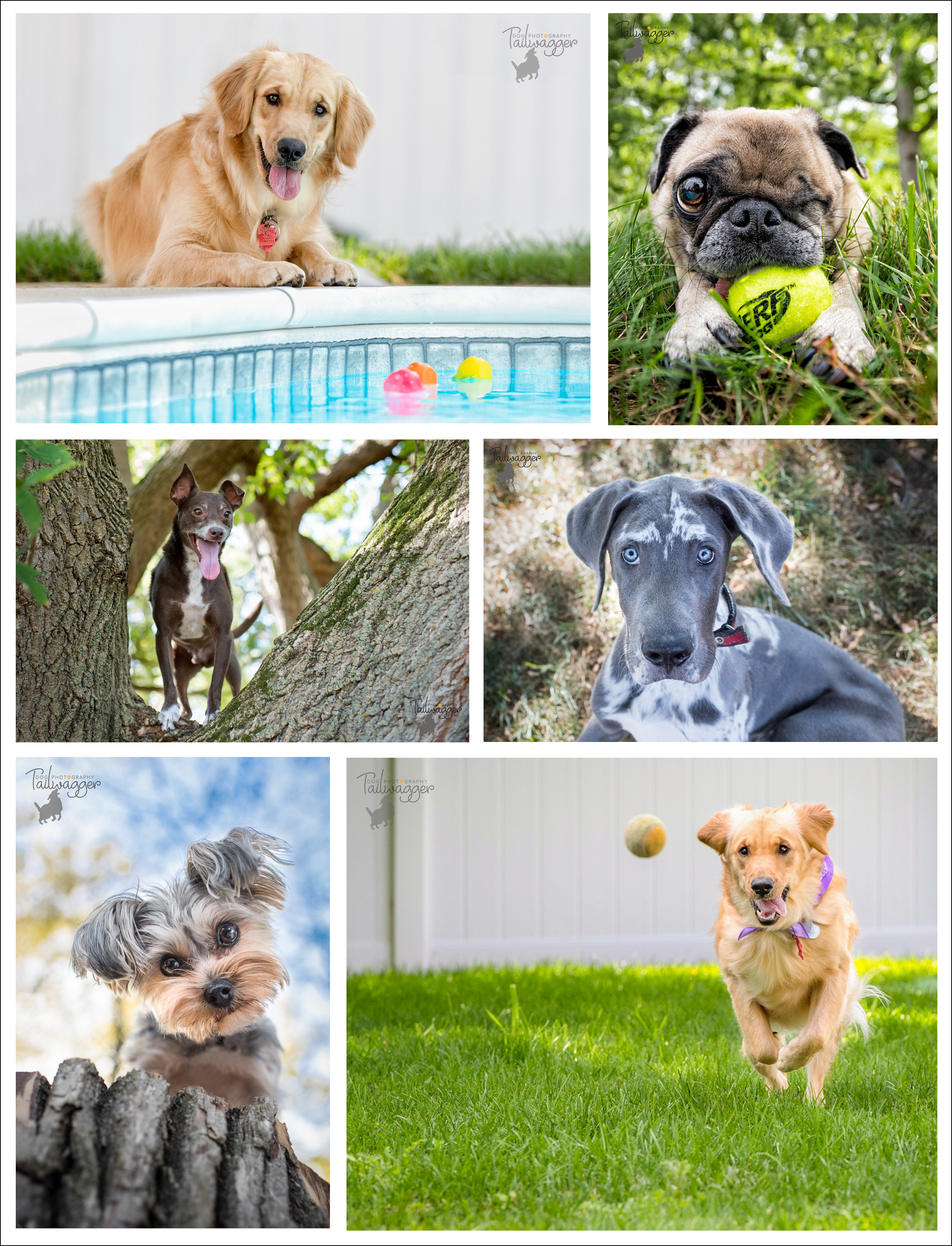 Compilation of color photographs from Tailwagger Dog Photography's photo sessions.