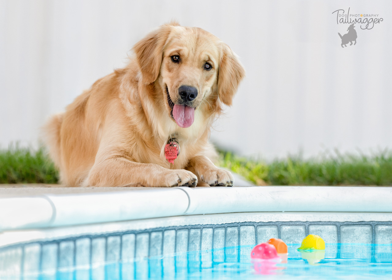 Golden Retriever lying by a pool looking at toys floating in the water. 