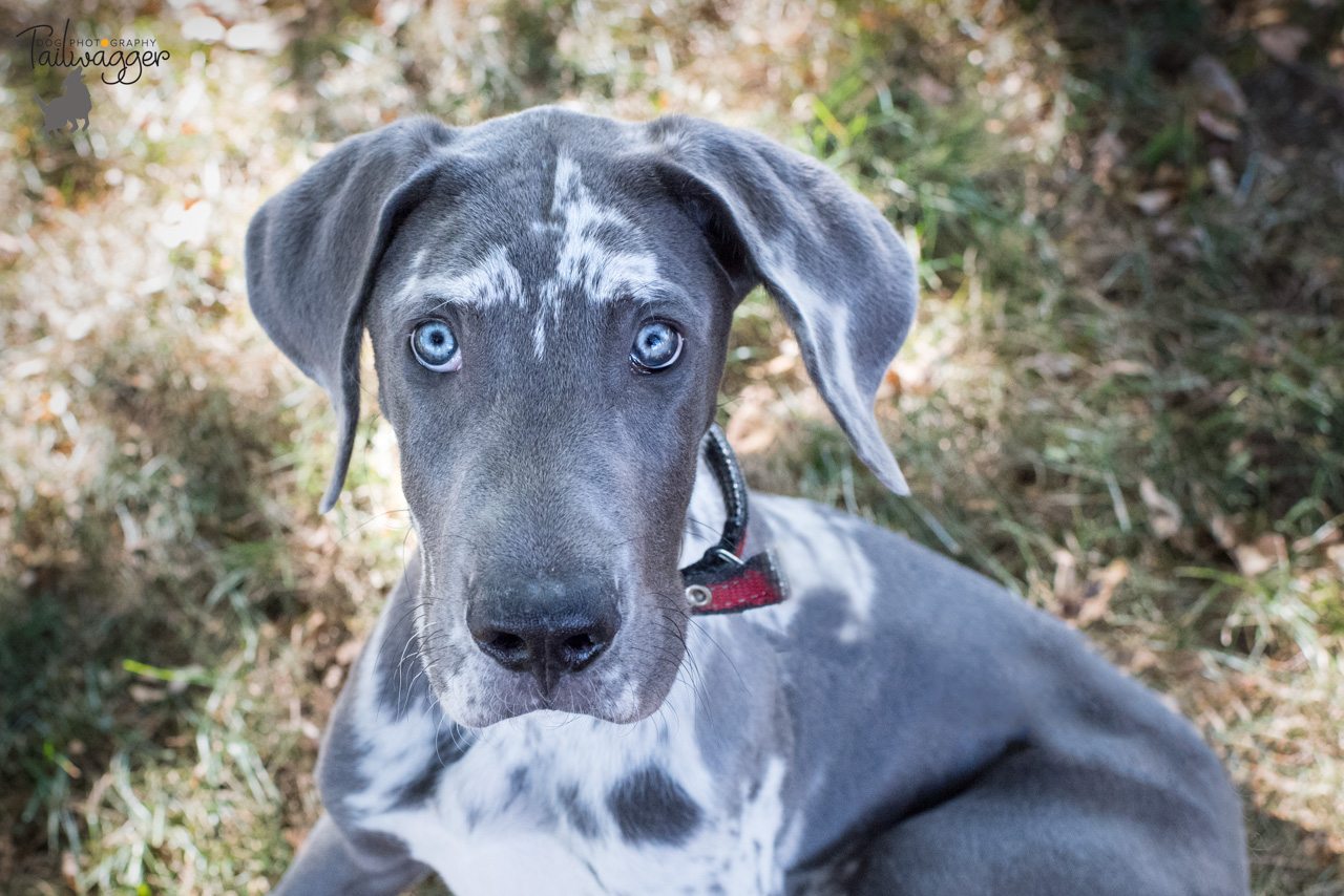 Blue Great Dane puppy with beautiful blue eyes lying down. 