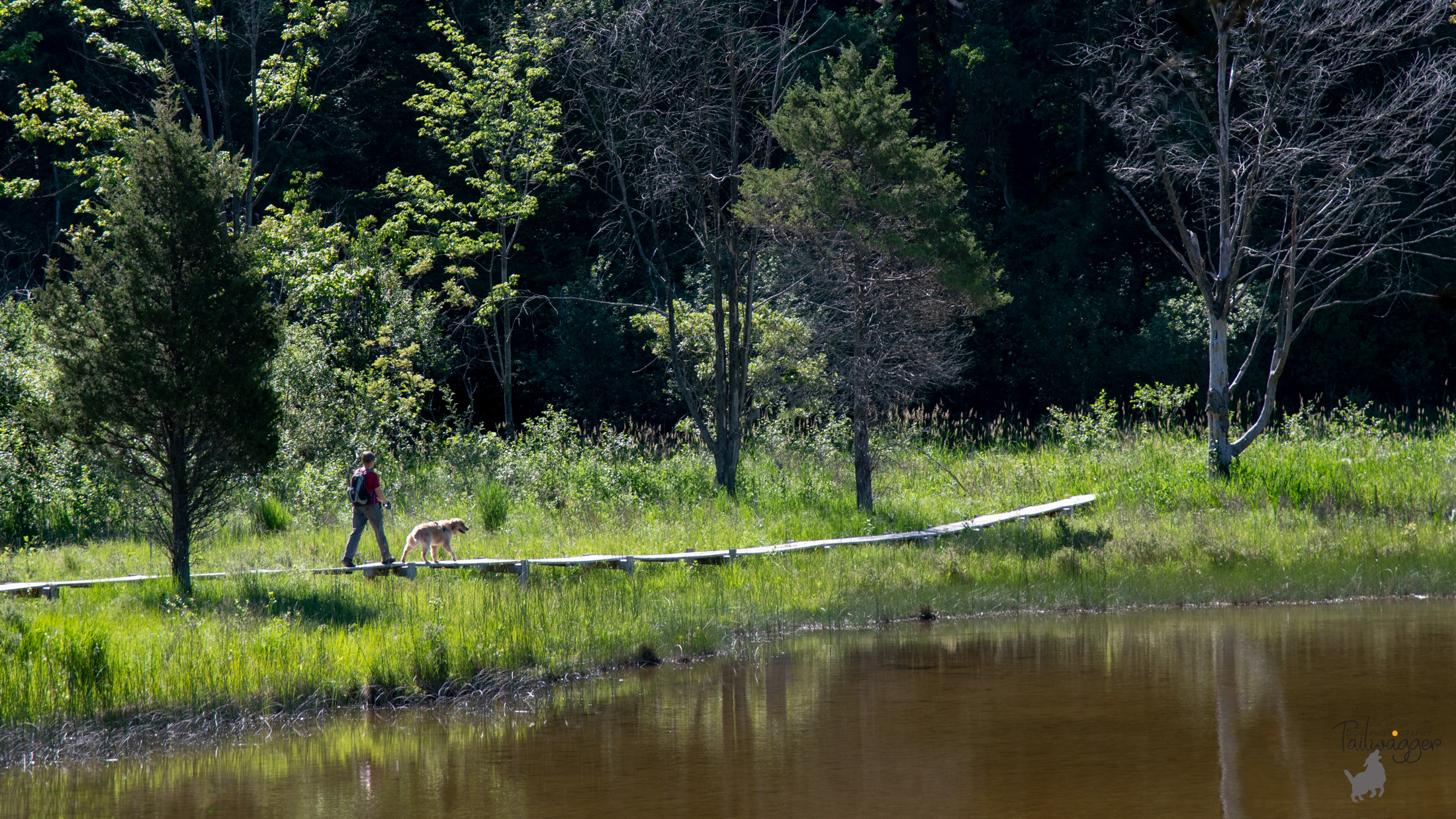 Woman and her dog on the boardwalk at MacCready Reserve Jackson, MI. 