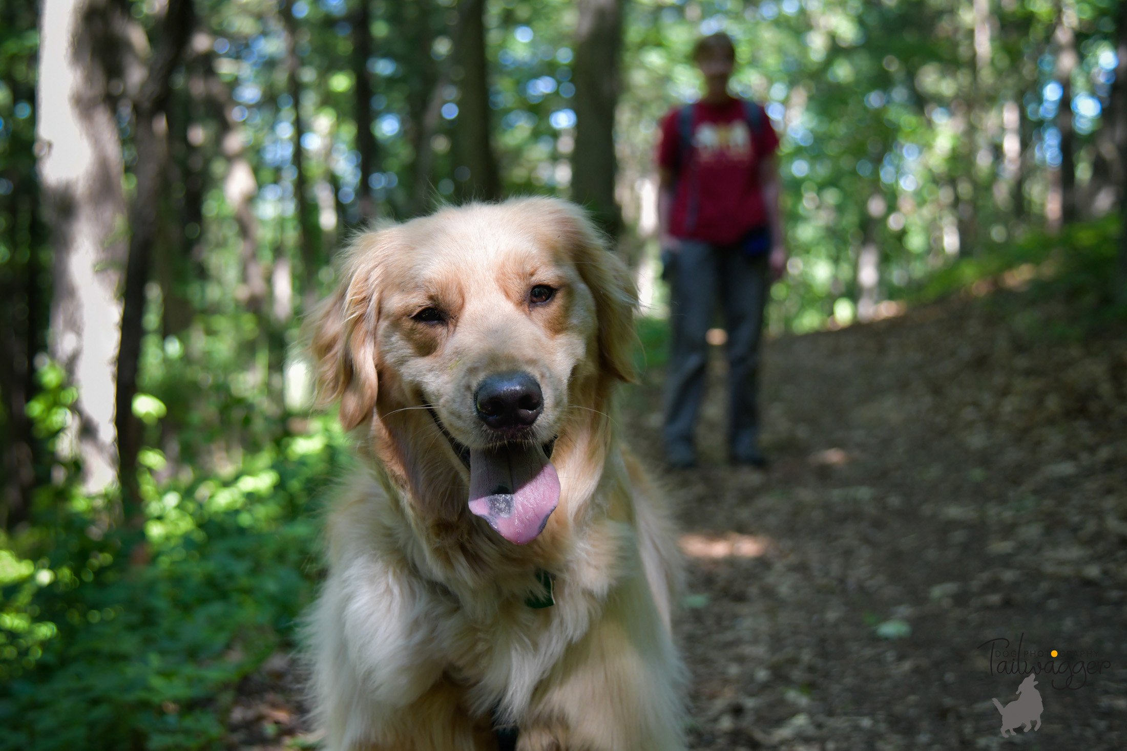 A smiling Golden Retriever walking on a trail at MacCready Reserve in Liberty Township in Jackson, MI. 