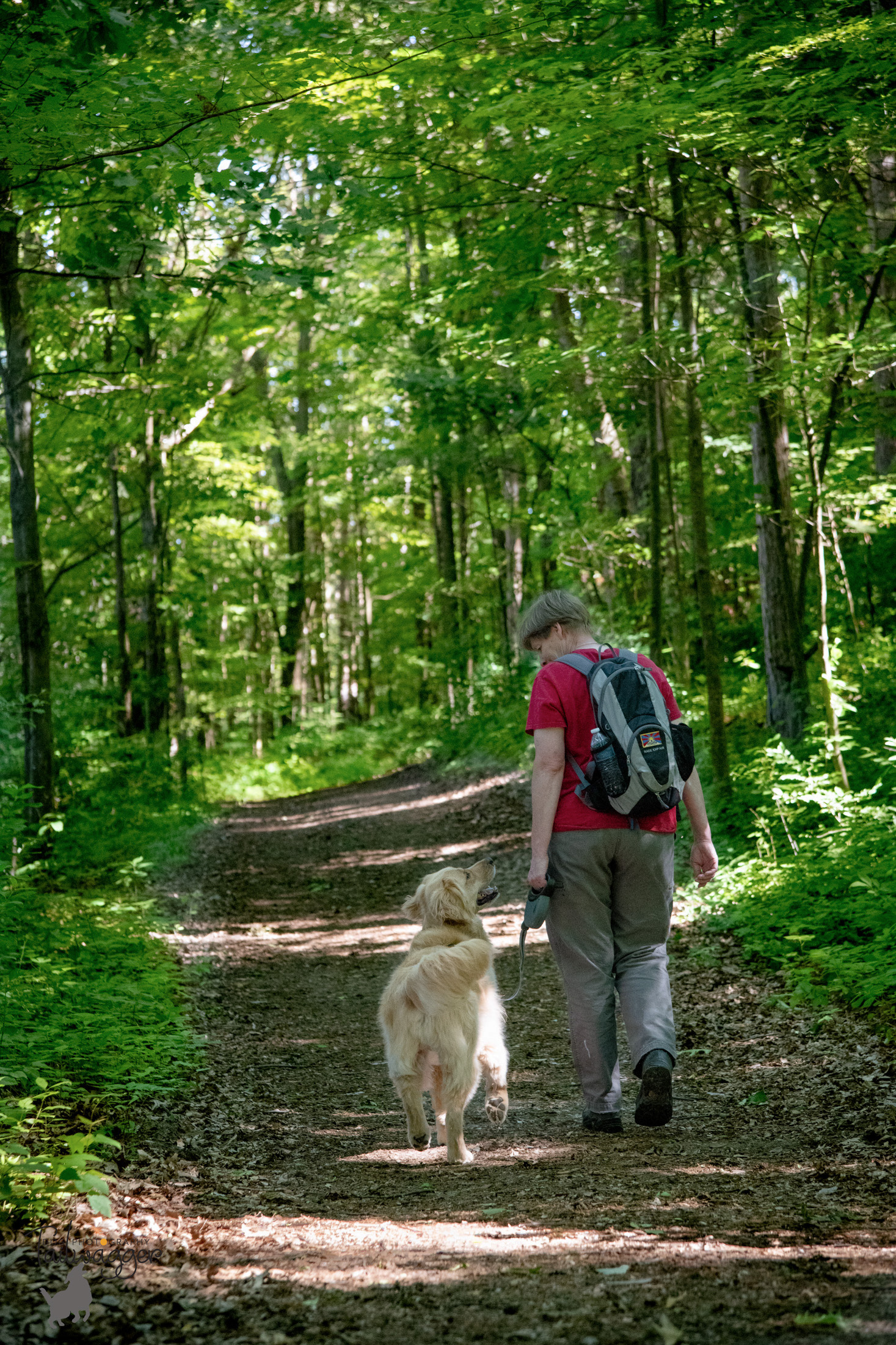 A Golden Retriever and his owner enjoying a hike at MacCready Reserve in Jackson, MI. 