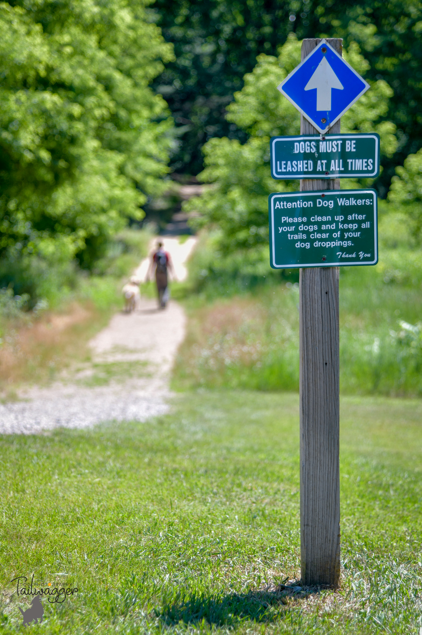 A woman and her Golden Retriever starting out on a trail at MacCready Reserve in Jackson, MI.