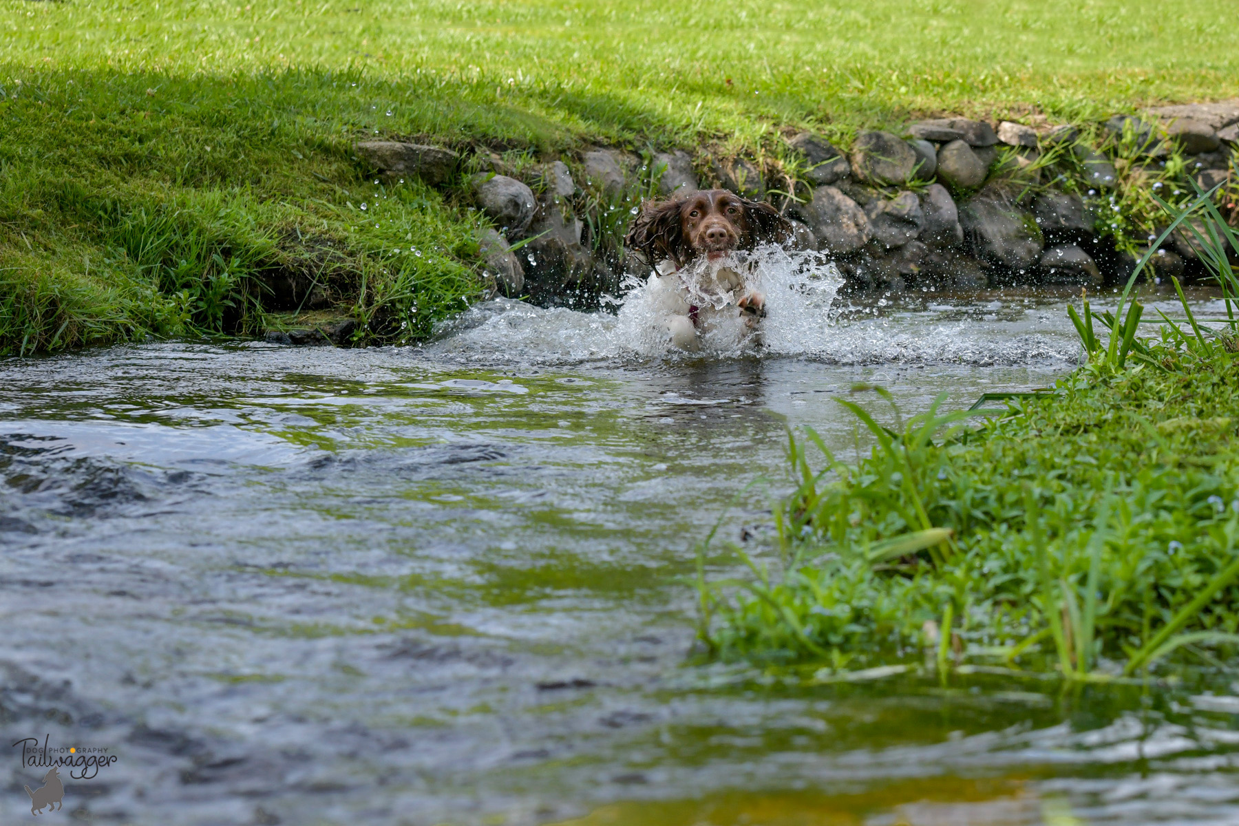 English Springer Spaniel jumping through the stream at McCourtie Park.