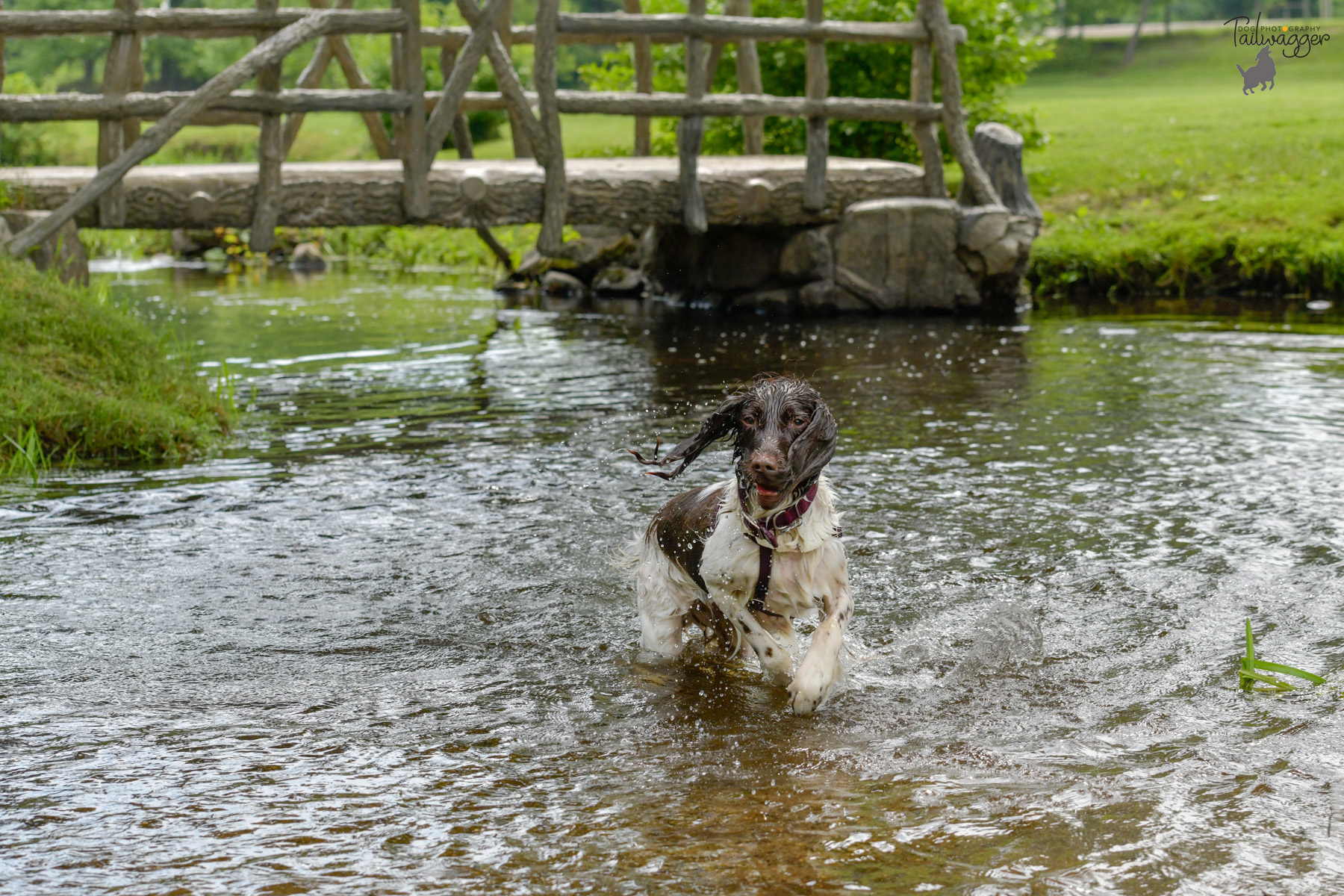 Springer Spaniel wading through the stream at McCourtie Park Somerset Center, MI.