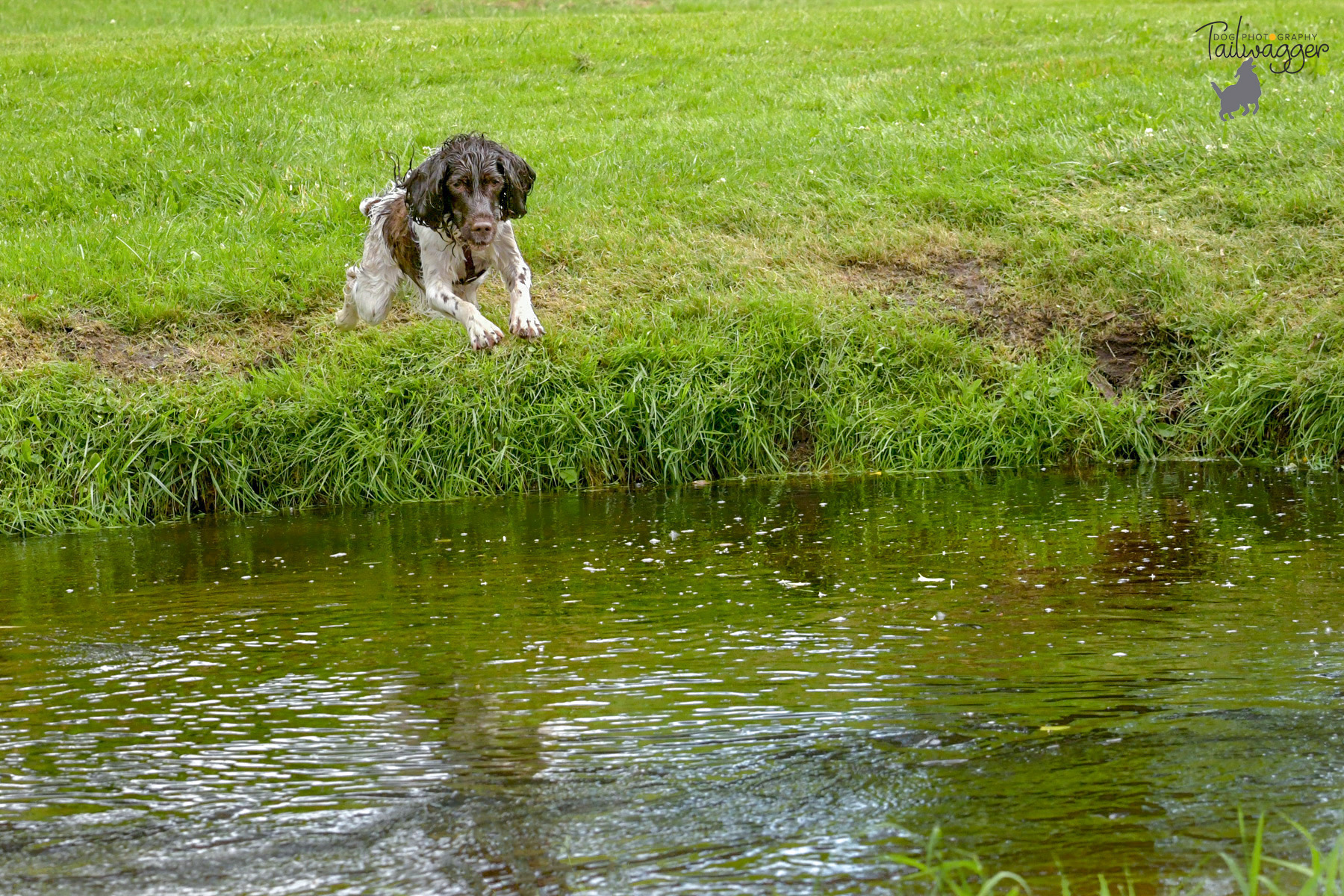 Springer Spaniel in mid-air jumping into the water at McCourtie Park.