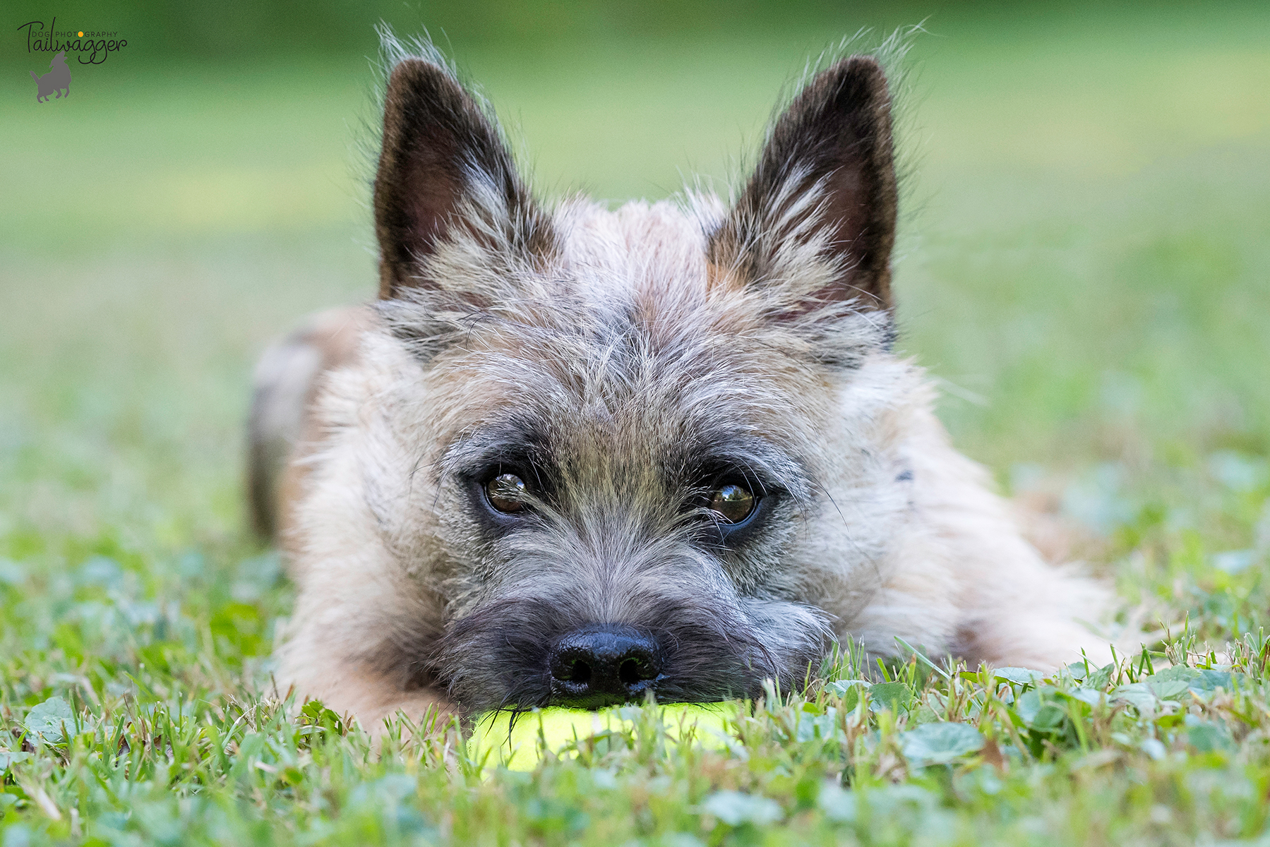A cairn terrier lying in the grass with his chin on a tennis ball.