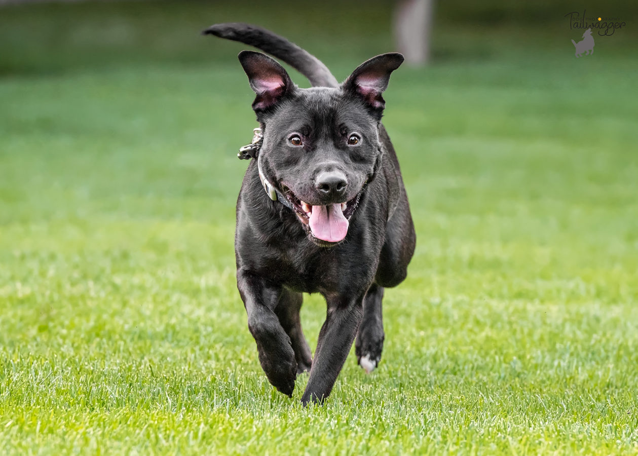 A black lab, beagle, pit bull mix adult dog runs toward the camera.