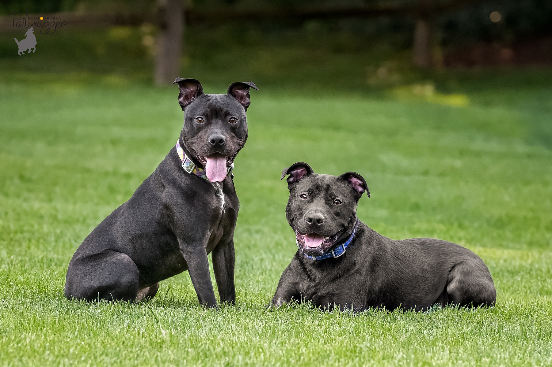 A black lab, beagle, pit bull mix dog and female black pit bull in the grass side by side.