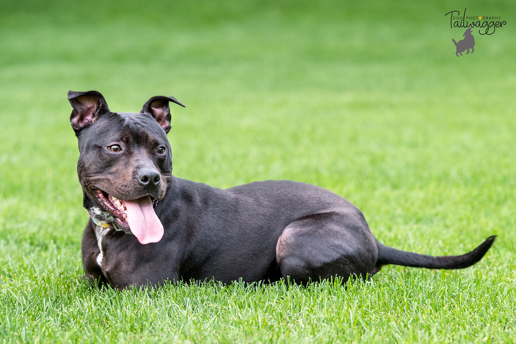 A female black pit bull dog lies in the grass.