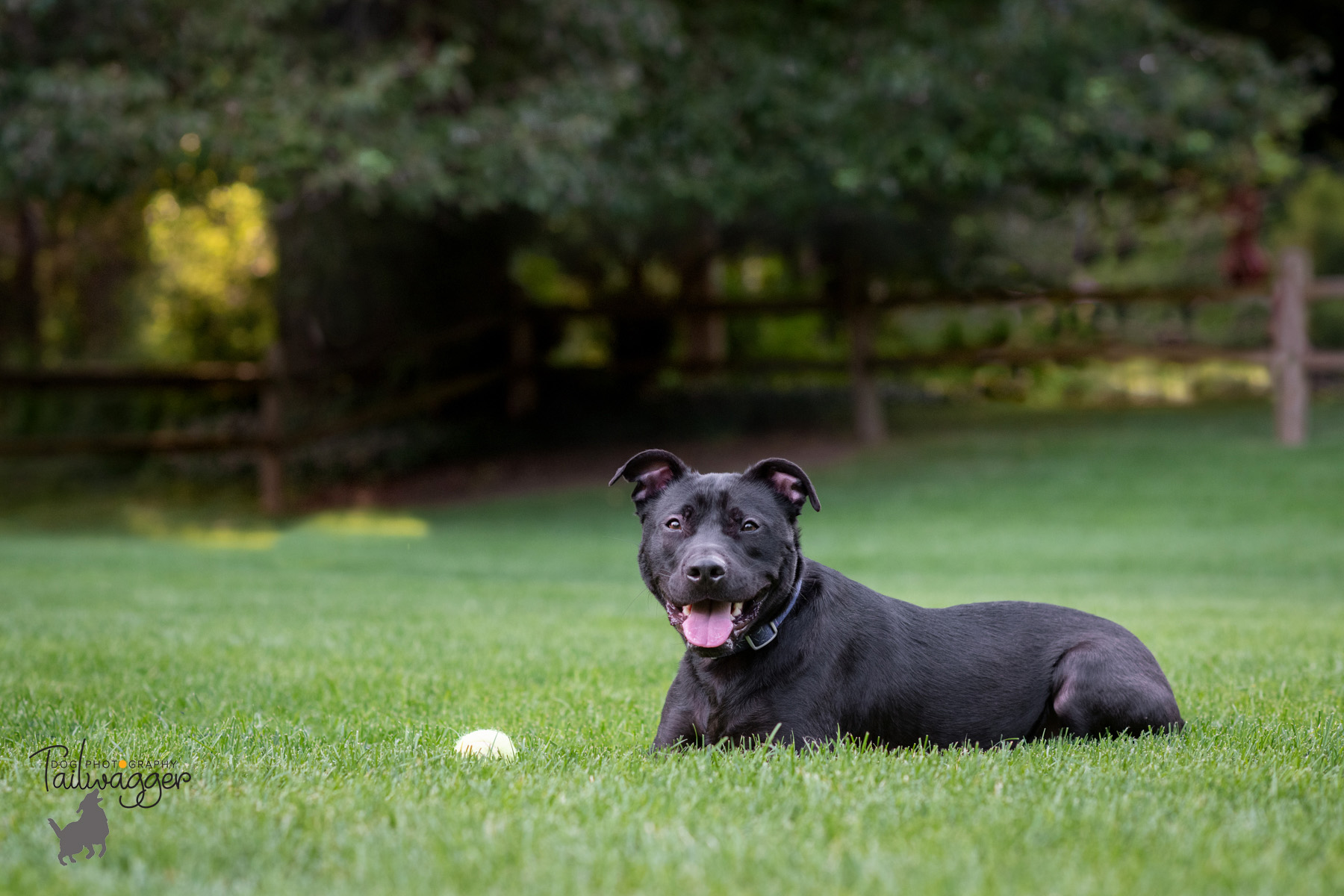 A black lab, pit bull mix male dog lies in the grass.