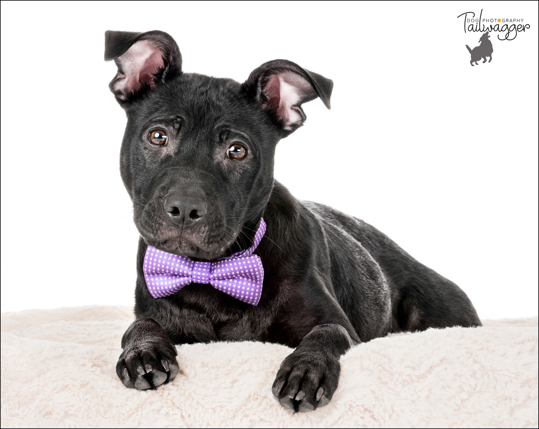 A black lab, beagle, pit bull mix puppy with a purple bow tie on sits in a dog bed.