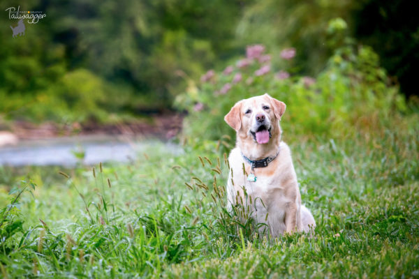 A yellow lab sits in the tall grass next to the river.