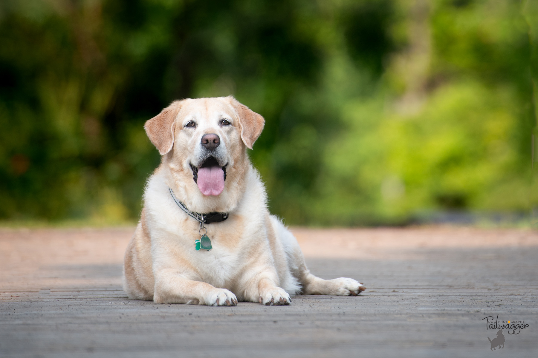 A yellow lab lying on a bridge at the park. 