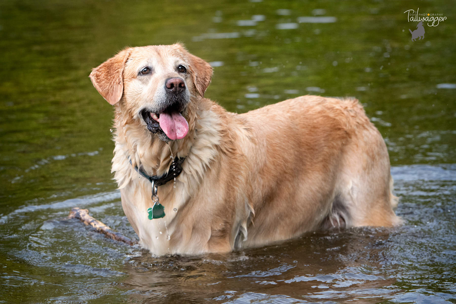 A yellow lab stand in the river. 